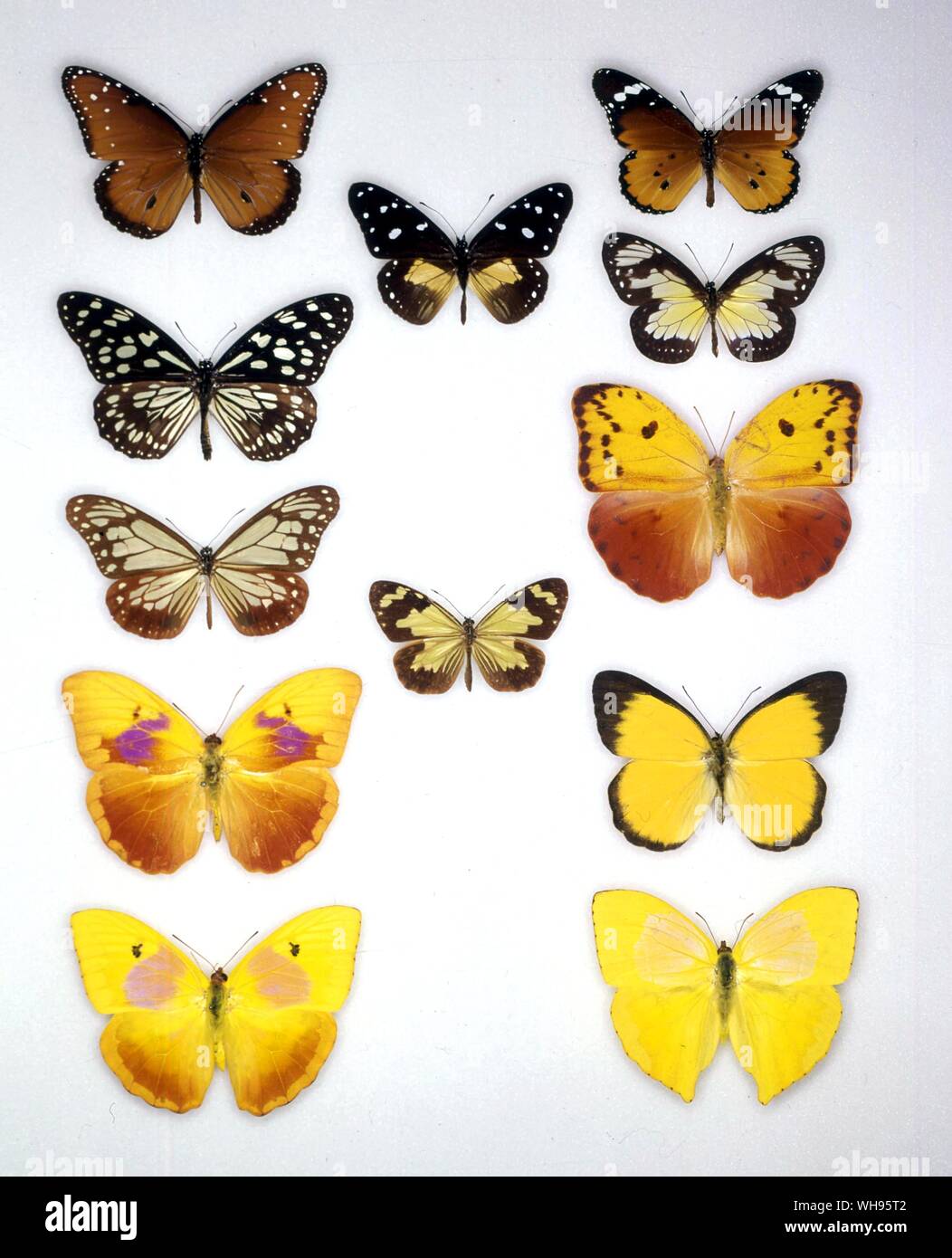 Papillons papillons/- (en haut à gauche en bas) Danaus gilippus, Danaus limniace Danaus, Sita, Phoebus Phoebus, philea avellaneda (femelle) - (rangée du milieu du haut vers le bas) Amauris albimaculata, Danaus pumila - (en haut à droite en bas) Danaus chrysippe, Danaus schenkii, Phoebus avellaneda (mâle), Delias belisama, Phoebus rurina Banque D'Images
