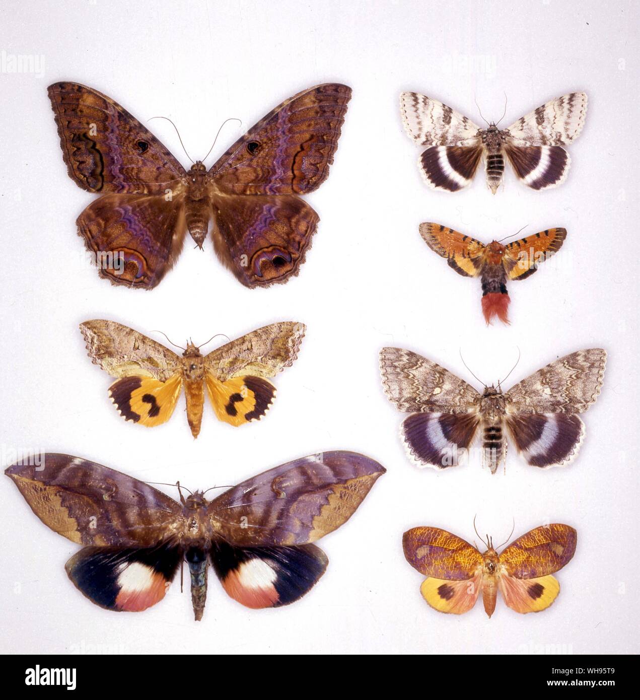 Papillons papillons/- (en haut à gauche en bas) Ascalapha odorata, Othreis fullonia phyllodes, floralis - (en haut à droite en bas) Catocala relicta, Miniophyllodes Catocala fraxini, Aurora, Epicausis smithi Banque D'Images