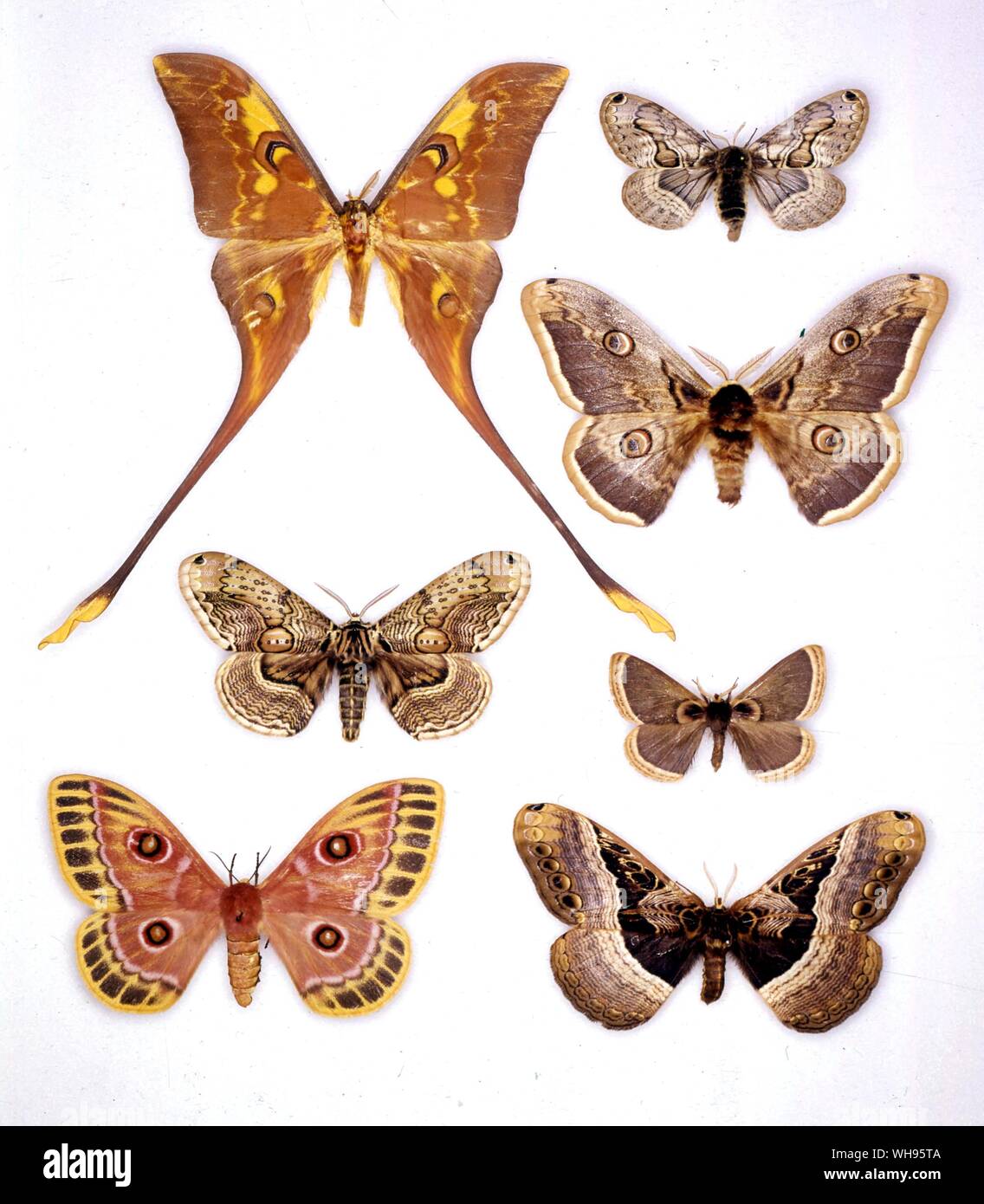 Papillons papillons/- (en haut à gauche en bas) Actias maenas, Brahmaea wallichii, Bunaeopsis - jacksoni (en haut à droite en bas) Acanthobrahmaea europaea, Saturnia pyri, Calliprogonos widenmanni Dactyloceras miraculosa, Banque D'Images Papillons papillons/- (en haut à gauche en bas) Actias maenas, Brahmaea wallichii, Bunaeopsis - jacksoni (en haut à droite en bas) Acanthobrahmaea europaea, Saturnia pyri, Calliprogonos widenmanni Dactyloceras miraculosa, Banque D'Images