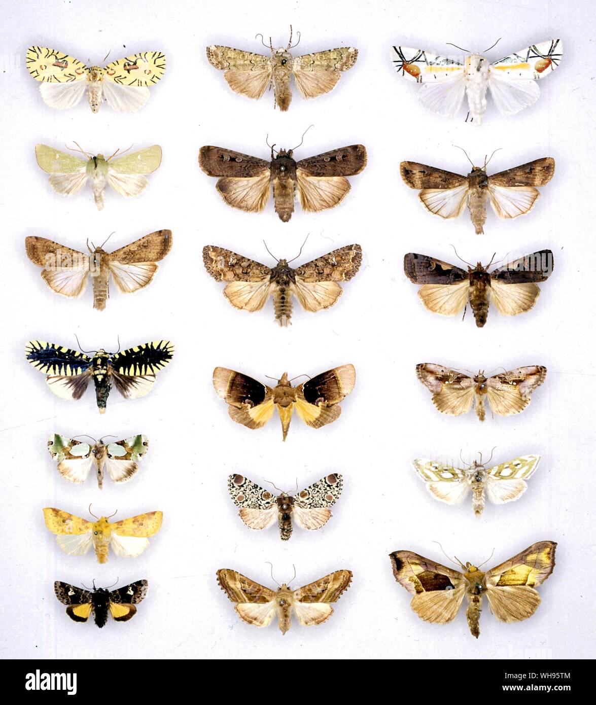 Papillons papillons/- (en haut à gauche en bas) strigicincta Mazuca, Calamia tridens, Peridroma saucia, Apsarasa radians, Nacna malachitis, Xanthia flavago, la cordigera - (milieu de haut en bas) Ochropleura praecox, Agrotis infusa, Mamestra brassicae, Gonodonta Harrisimemna trisignata distincta, iris, Phlogophora - (en haut à droite en bas) Baorisa hieroglyphica, Agrotis ipsilon, Amathes c-nigrum, Eosphoropteryx thyatiroides, Argyritis argentea, Plusia balluca Banque D'Images Papillons papillons/- (en haut à gauche en bas) strigicincta Mazuca, Calamia tridens, Peridroma saucia, Apsarasa radians, Nacna malachitis, Xanthia flavago, la cordigera - (milieu de haut en bas) Ochropleura praecox, Agrotis infusa, Mamestra brassicae, Gonodonta Harrisimemna trisignata distincta, iris, Phlogophora - (en haut à droite en bas) Baorisa hieroglyphica, Agrotis ipsilon, Amathes c-nigrum, Eosphoropteryx thyatiroides, Argyritis argentea, Plusia balluca Banque D'Images