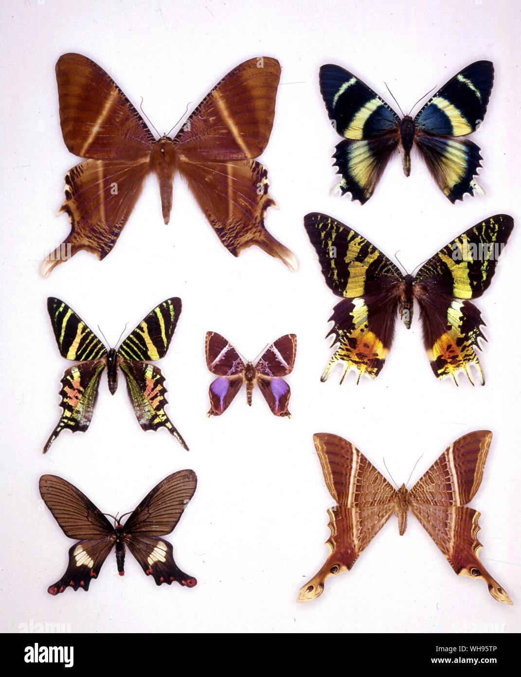 Papillons papillons/- (de gauche à droite) Lyssa patrocle, Alcides agathyrus sloanus Coronidia, Urania, orithea Epicopeia ripheus, Chrysiridia, polydora, Nothus lunus Banque D'Images Papillons papillons/- (de gauche à droite) Lyssa patrocle, Alcides agathyrus sloanus Coronidia, Urania, orithea Epicopeia ripheus, Chrysiridia, polydora, Nothus lunus Banque D'Images