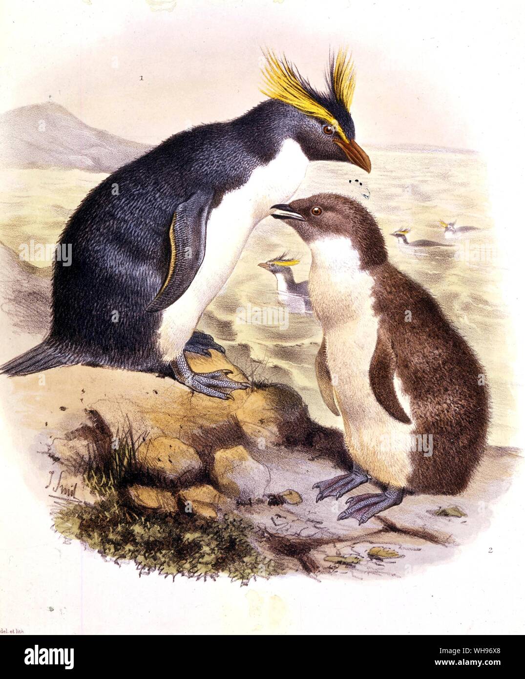 Le pingouin, Eudyptes chrysocome est vu avec un jeune. Banque D'Images