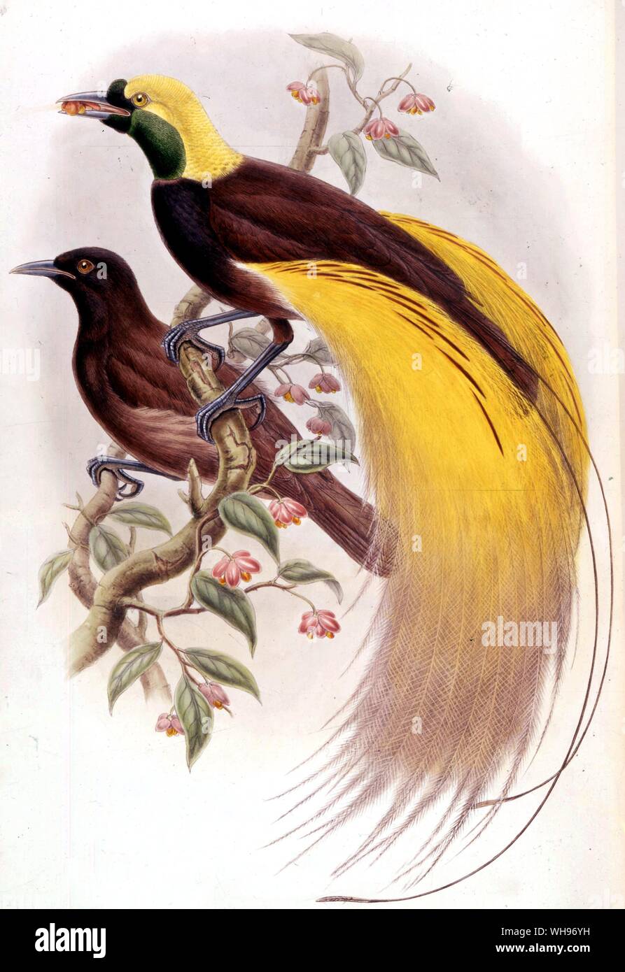Paradisea apoda, le grand oiseau de paradis. Banque D'Images