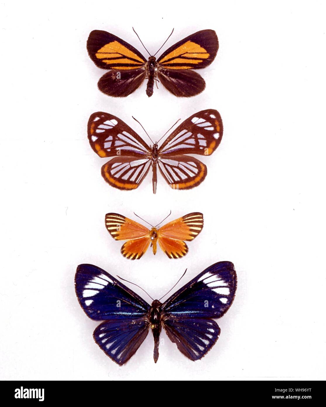 Papillons papillons/- (haut en bas) Mesenopsis albivitta Stalachtis phaedusa, Mesene, margaretta, Esthemopsis clonia Banque D'Images