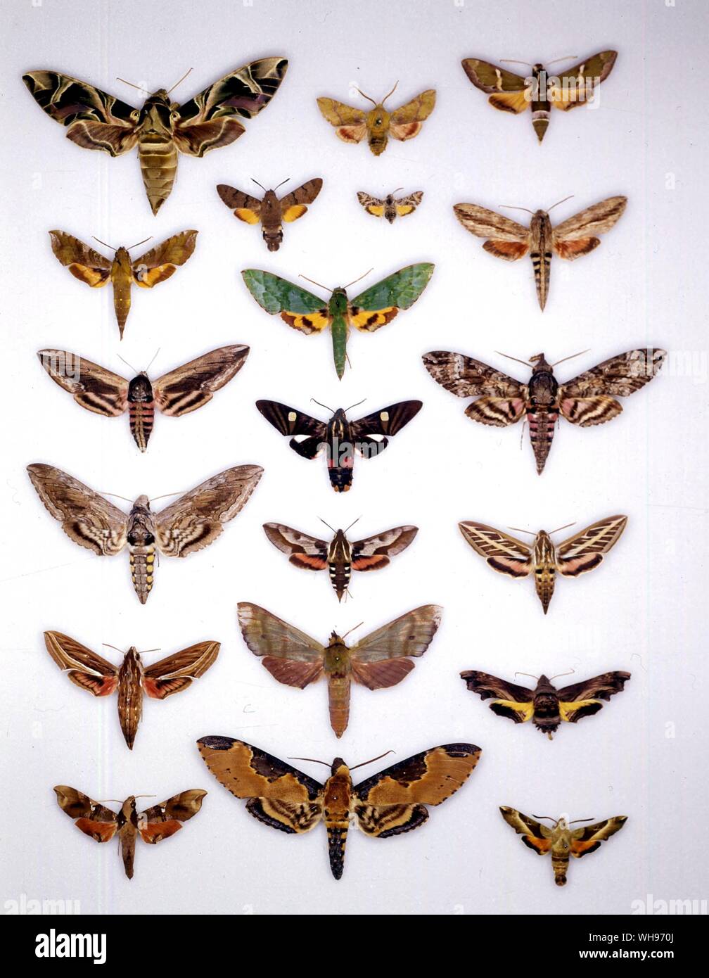Papillons papillons/- (en haut à gauche en bas) Daphnis nerii, * pluton, Sphinx ligustri, Manduca quinquemaculata, Hippotion celerio, Callionima parce - (rangée du milieu du haut vers le bas avec les deux petits ensemble comme numéros deux et trois de la liste) Arctonotus Microsphinx Macroglossum stellatarum lucidus, pumilum, Euchloron Rhodosoma brynne embellir maille fente, tripous, Hyles calida, smaragditis Tinostoma ochus, Manduca Banque D'Images Papillons papillons/- (en haut à gauche en bas) Daphnis nerii, * pluton, Sphinx ligustri, Manduca quinquemaculata, Hippotion celerio, Callionima parce - (rangée du milieu du haut vers le bas avec les deux petits ensemble comme numéros deux et trois de la liste) Arctonotus Microsphinx Macroglossum stellatarum lucidus, pumilum, Euchloron Rhodosoma brynne embellir maille fente, tripous, Hyles calida, smaragditis Tinostoma ochus, Manduca Banque D'Images