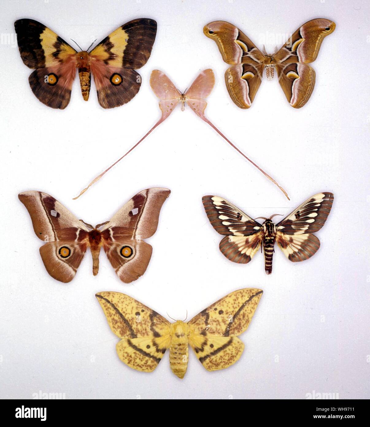 Papillons - papillons/(deux grands en haut) Ubaena fulleborniana et Samia cynthia - (petite une au milieu) Eudemonia brachyura - (deux en dessous) Bunaea alcinoe, Citheronia splendens - (bas) Eacles oslari Banque D'Images Papillons - papillons/(deux grands en haut) Ubaena fulleborniana et Samia cynthia - (petite une au milieu) Eudemonia brachyura - (deux en dessous) Bunaea alcinoe, Citheronia splendens - (bas) Eacles oslari Banque D'Images