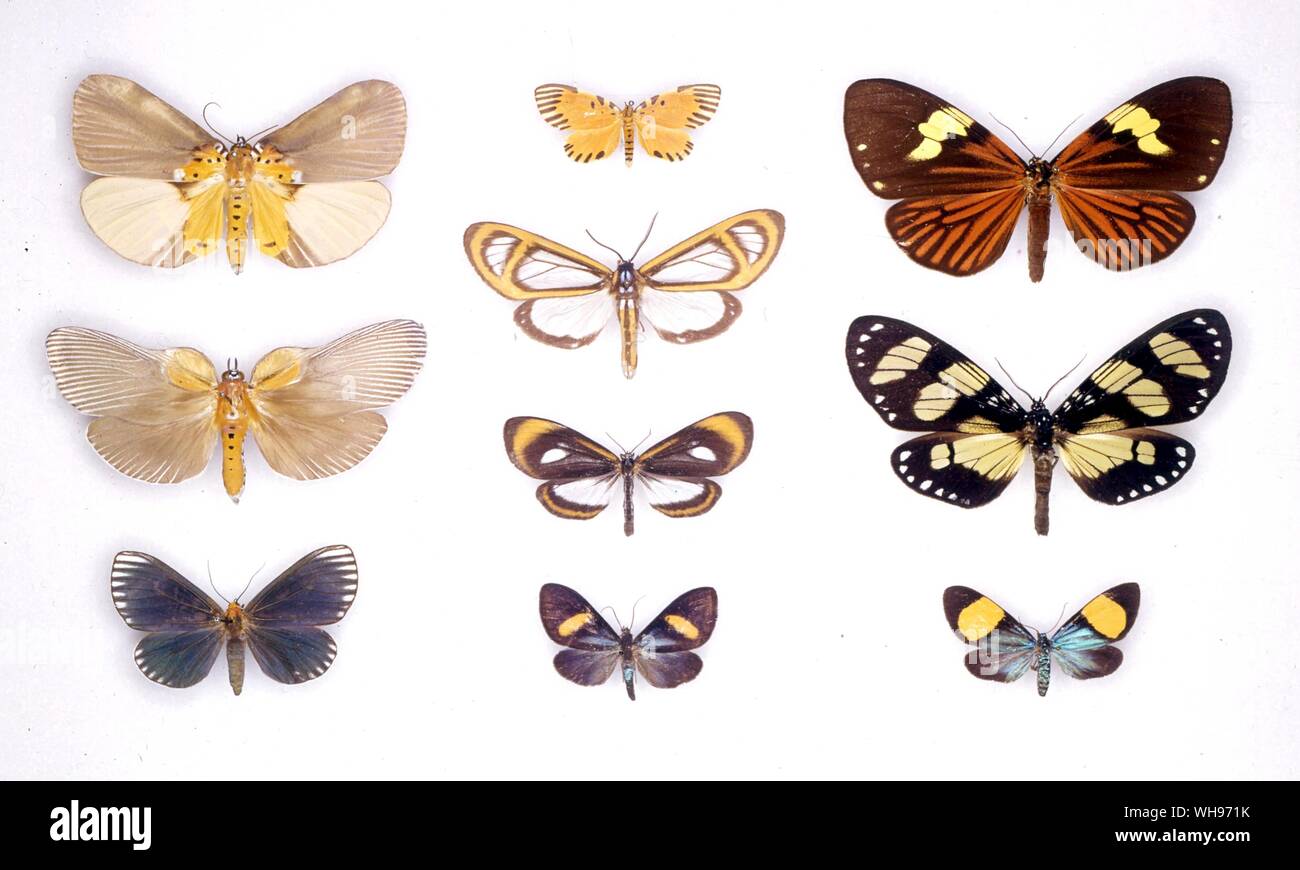 Papillons papillons/- (en haut à gauche en bas), Euplocia membliaria Aganais orbicularis, Calodesma melanochroia - (milieu de haut en bas) Mesenochroia guatemalteca, Hyalurga fenestra, Hyalurga osiba Sagaropsis brevifasciata batesi, - (en haut à droite en bas) Chetone phyleis, Anthomyza heliconides, Darna colorata Banque D'Images Papillons papillons/- (en haut à gauche en bas), Euplocia membliaria Aganais orbicularis, Calodesma melanochroia - (milieu de haut en bas) Mesenochroia guatemalteca, Hyalurga fenestra, Hyalurga osiba Sagaropsis brevifasciata batesi, - (en haut à droite en bas) Chetone phyleis, Anthomyza heliconides, Darna colorata Banque D'Images