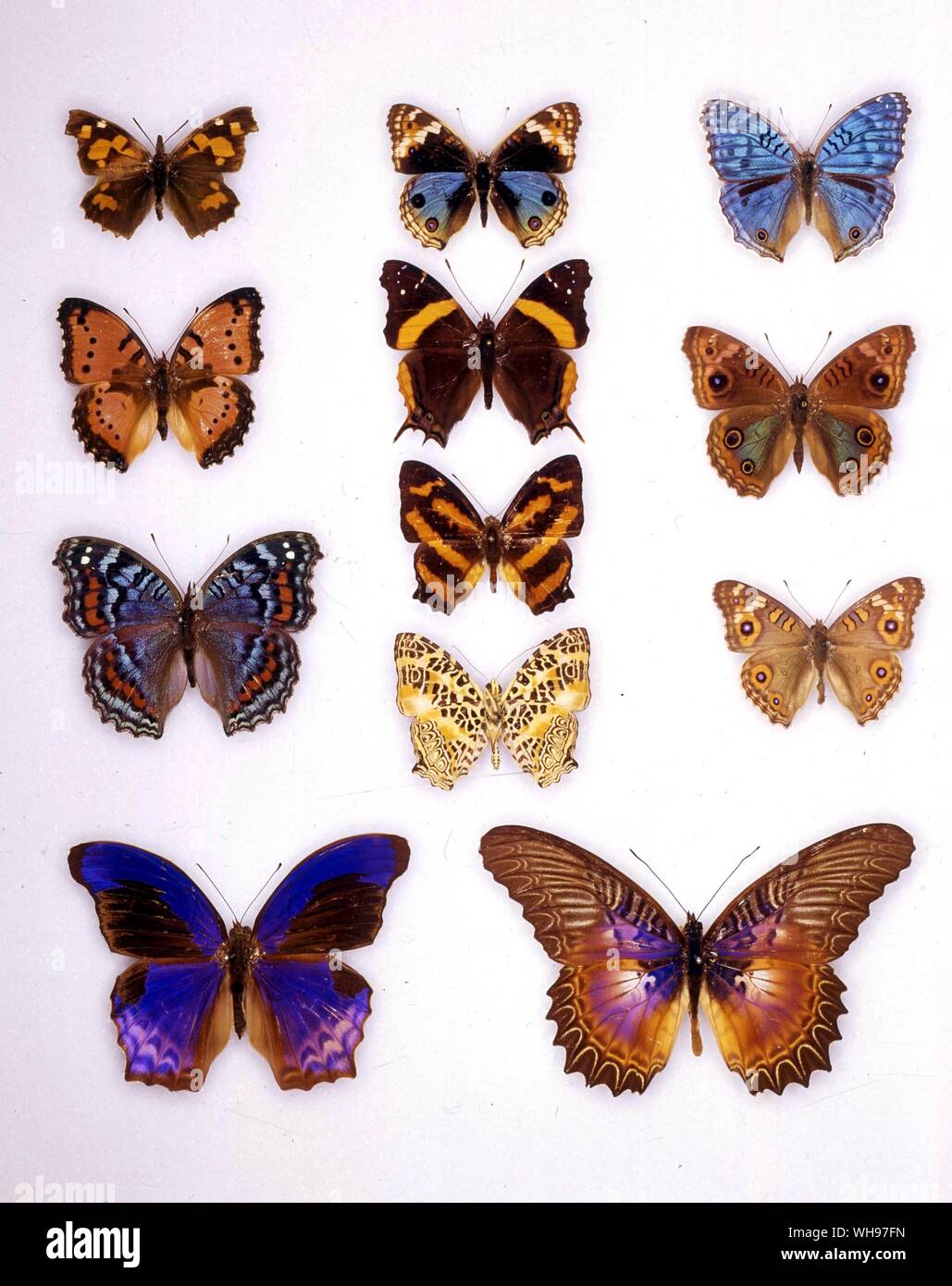 Papillons papillons/- (trois sur le côté gauche du haut vers le bas) Libythea celtis, precis, octavia octavia precis - (quatre en rangée du milieu du haut vers le bas) Junonia orithya schaenia Symbrenthia, Antanartia, hypselis Symbrenthia hypselis, (le dessous des ailes) - (trois sur la droite de haut en bas) Junonia rhadama, Junonia villida Junonia, lavinia (rangée du bas de gauche à droite) Terinos Cethosia clarissa, myrina Banque D'Images Papillons papillons/- (trois sur le côté gauche du haut vers le bas) Libythea celtis, precis, octavia octavia precis - (quatre en rangée du milieu du haut vers le bas) Junonia orithya schaenia Symbrenthia, Antanartia, hypselis Symbrenthia hypselis, (le dessous des ailes) - (trois sur la droite de haut en bas) Junonia rhadama, Junonia villida Junonia, lavinia (rangée du bas de gauche à droite) Terinos Cethosia clarissa, myrina Banque D'Images