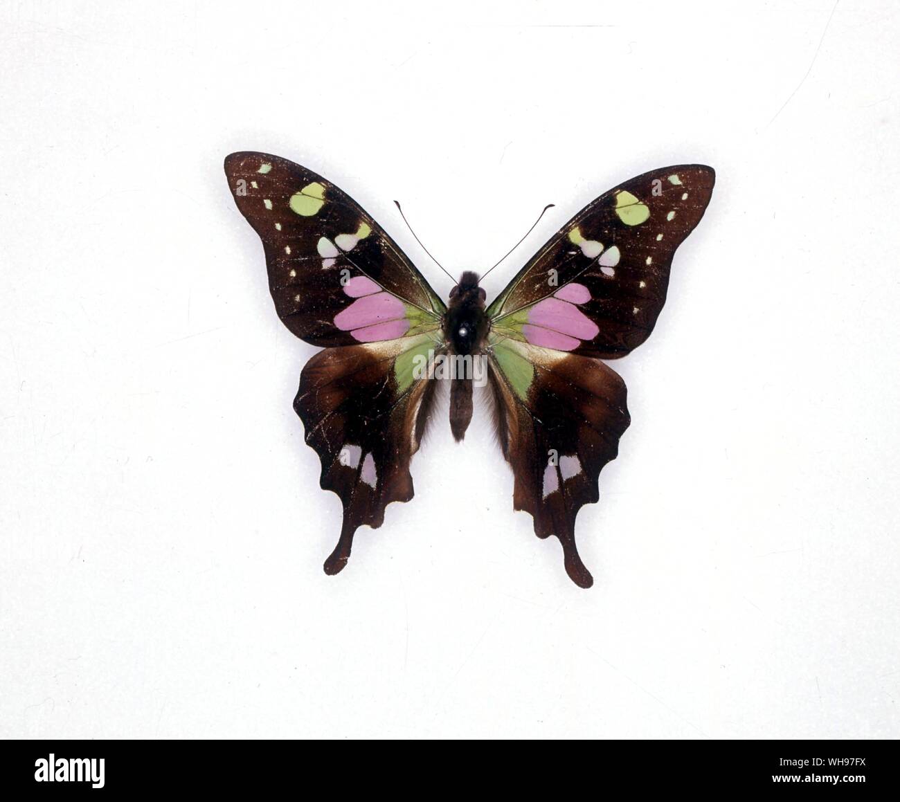 Papillons papillons - Graphium weiskei/ Banque D'Images Papillons papillons - Graphium weiskei/ Banque D'Images
