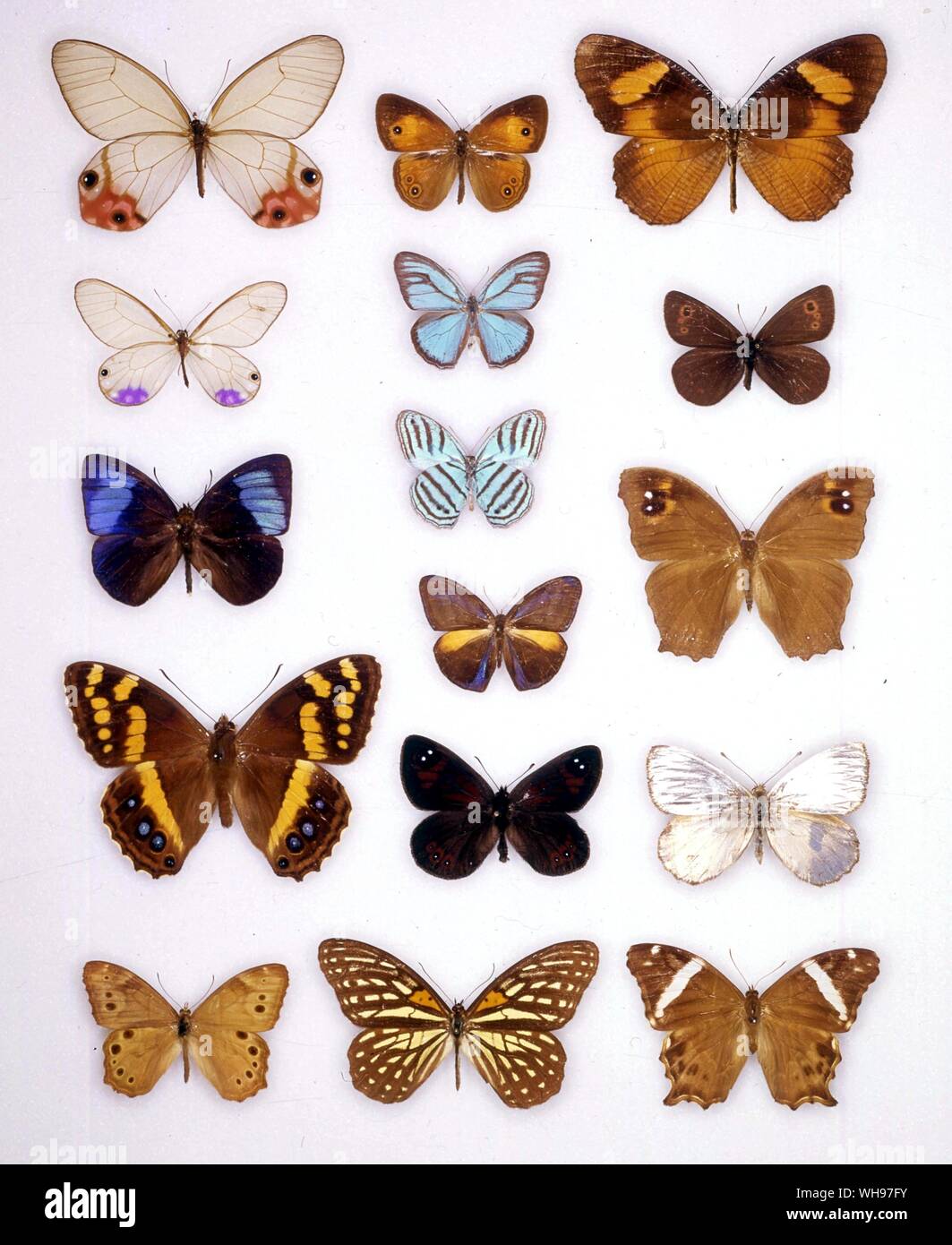 Papillons papillons/- (en haut à gauche en bas) Haetera Cithaerias macleannania, Esmeralda, Mandarina regalis, Meneris tulbaghia, Enodia portlandia - (milieu de haut en bas) Mycalesis Cepheuptychia cephus, terminus, Cepheuptychia cephus (le dessous des ailes), Tarsocera southeyae Magneuptychia tricolor, Orinoma, damaris - (en haut à droite en bas) Elimniopsis lise, Erebia rossi, Melanitis leda, Argyrophorus argenteus, Lethe europa Banque D'Images