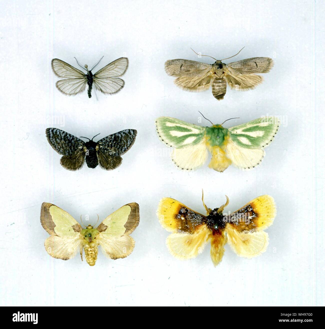 Papillons papillons/- de gauche à droite à partir du haut - Heterogynis pennella, Cyclotorna monocentra Epipomponia Coenobasis, ipfna, amoena, hilarata Chrysamma purpuripulcra Parasa, Banque D'Images Papillons papillons/- de gauche à droite à partir du haut - Heterogynis pennella, Cyclotorna monocentra Epipomponia Coenobasis, ipfna, amoena, hilarata Chrysamma purpuripulcra Parasa, Banque D'Images