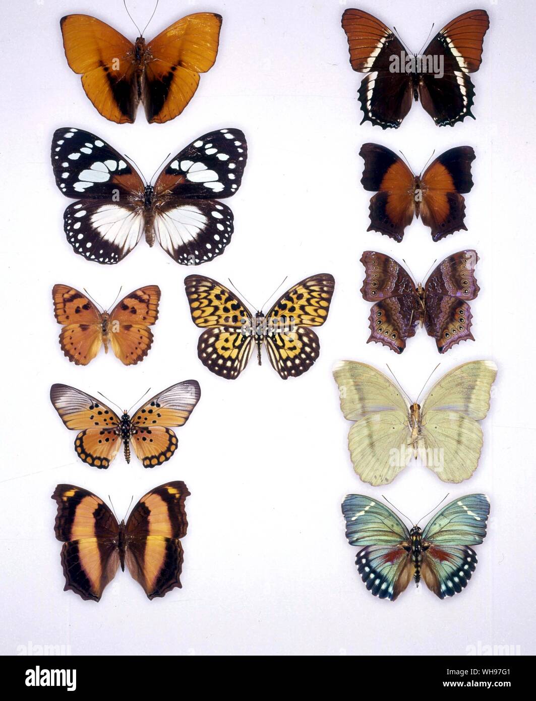 Papillons papillons/- (de gauche à droite) Agnosia lucasi, Metamorpha epaphus Euxanthe, Tibère, Rhinopalpa Symphaedra polynice, nais, Neurosigma, Rhinopalpa doubledayi polynice (le dessous des ailes), Pseudacraea boisduvalii, Euphaedra spatiosa (dessous d'ailes), Yoma Sabina, Euphaedra eleus Banque D'Images Papillons papillons/- (de gauche à droite) Agnosia lucasi, Metamorpha epaphus Euxanthe, Tibère, Rhinopalpa Symphaedra polynice, nais, Neurosigma, Rhinopalpa doubledayi polynice (le dessous des ailes), Pseudacraea boisduvalii, Euphaedra spatiosa (dessous d'ailes), Yoma Sabina, Euphaedra eleus Banque D'Images