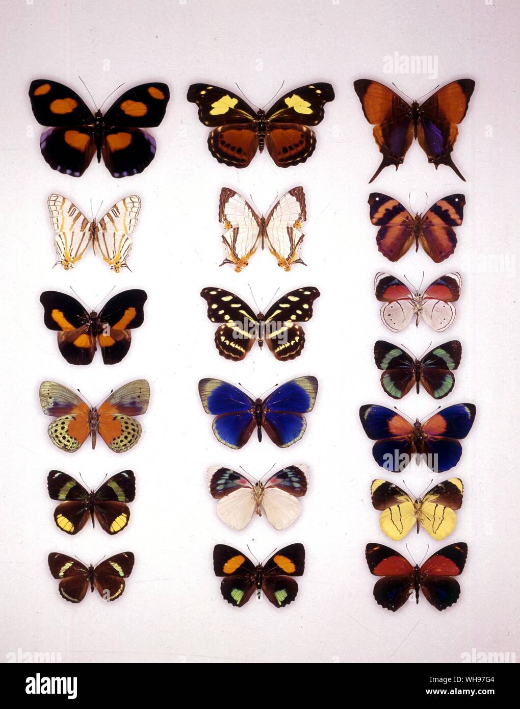 Papillons papillons/- (en haut à gauche en bas) numilea Catonephele (mâle), Aphrissa Statira camillus, Catonephele acontius (mâle), Callisthenia, salvinii (Perisama oppelii sous), Diathria clymena - (centre supérieur vers le bas) numilea Catonephele (femelle), nivea, Cyrestis acontius Catonephene Callisthenia (femelle), salvinii, Perisama bonplandi sous (), Callicore mionina (en haut à gauche en bas) Aphrissa Statira marcella, hubneri Epiphile, Perisama (vaninka vaninka Perisama sous) , Callisthenia, markii, Perisama appelii sous (), Callicore maimuna Banque D'Images Papillons papillons/- (en haut à gauche en bas) numilea Catonephele (mâle), Aphrissa Statira camillus, Catonephele acontius (mâle), Callisthenia, salvinii (Perisama oppelii sous), Diathria clymena - (centre supérieur vers le bas) numilea Catonephele (femelle), nivea, Cyrestis acontius Catonephene Callisthenia (femelle), salvinii, Perisama bonplandi sous (), Callicore mionina (en haut à gauche en bas) Aphrissa Statira marcella, hubneri Epiphile, Perisama (vaninka vaninka Perisama sous) , Callisthenia, markii, Perisama appelii sous (), Callicore maimuna Banque D'Images