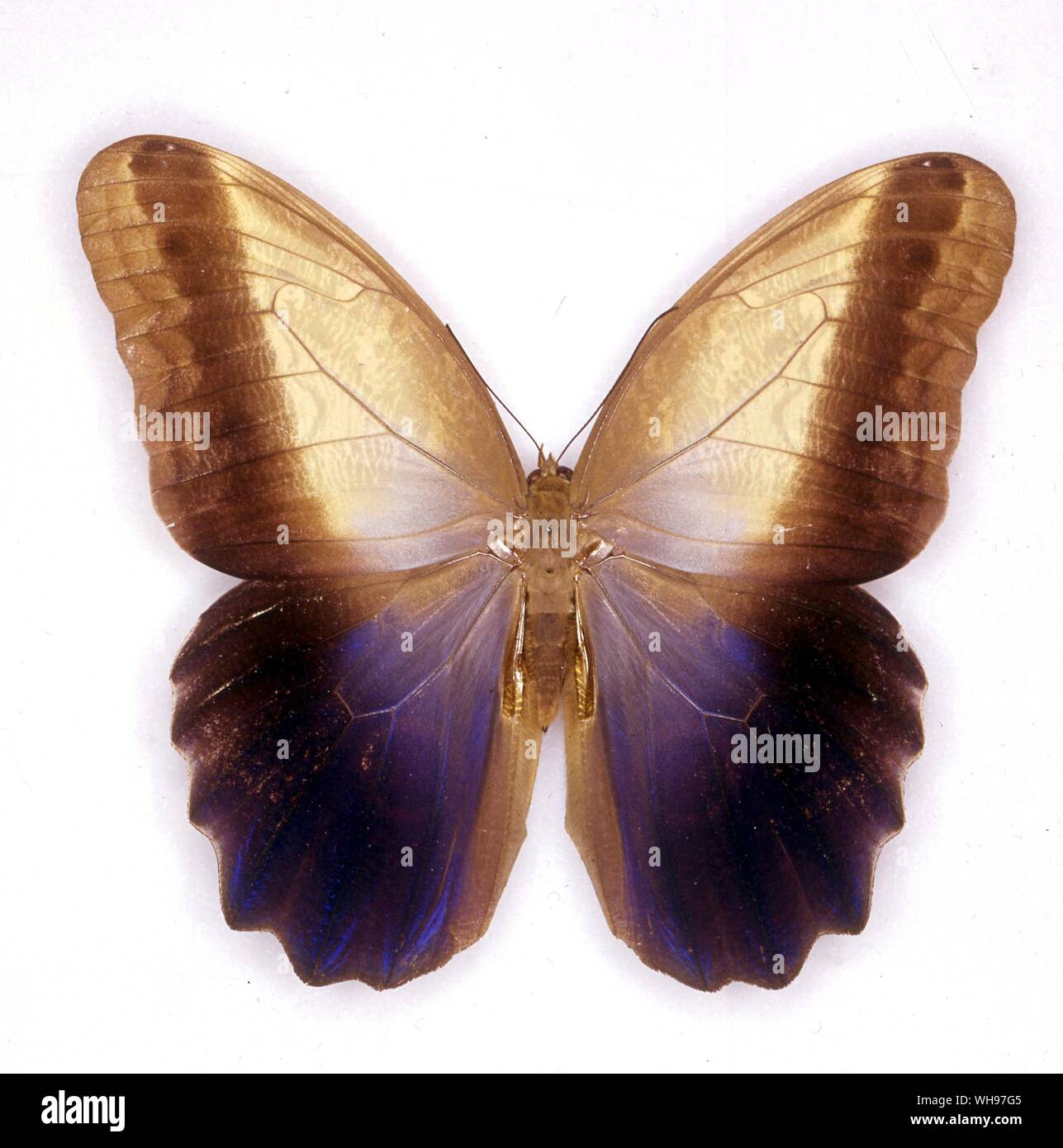 Papillons - papillons/Caligo prométhée Banque D'Images