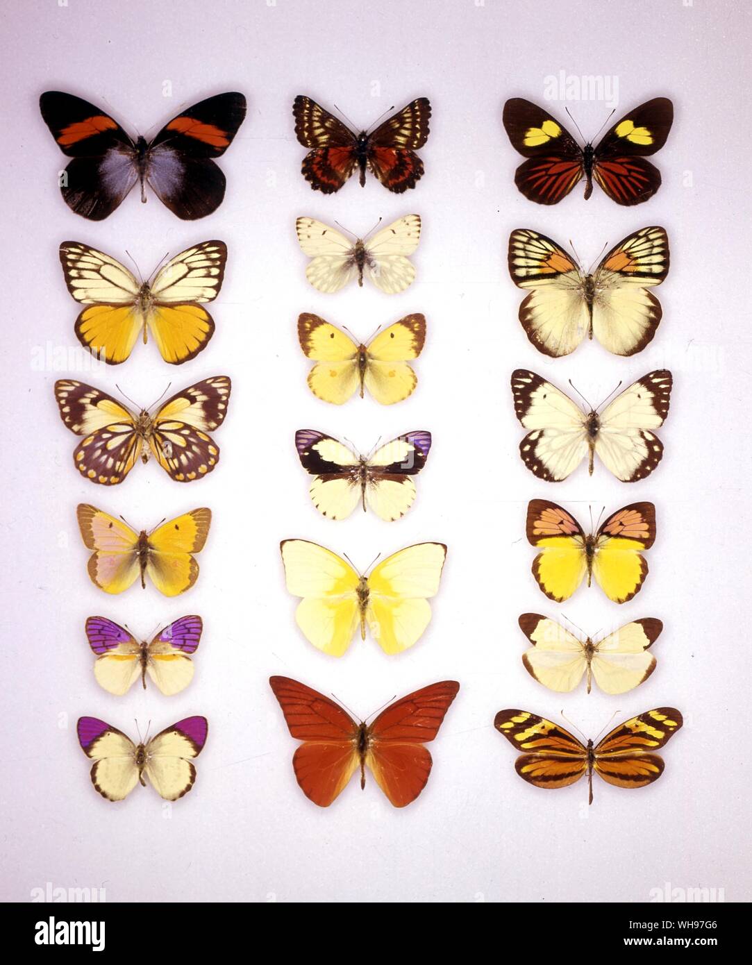 Papillons papillons/- (en haut à gauche en bas) Pereute leucodrosime, Cepora aspasia, Anaphaeis java (face inférieure des femmes), Colias chrysotheme, Ixias vollenhovii, Enantia licina - (rangée du milieu du haut vers le bas) uricoecheae Pontia callidice, Colias Colias hyale, Colotis, éris, Catopsilia pomona, Colotis danae - (en haut à droite en bas) Archonias bellona, Ixias, reinwardii Anaphaeis java (mâle), Colotis zoé, Appias nera, Dismorphia amphione Banque D'Images Papillons papillons/- (en haut à gauche en bas) Pereute leucodrosime, Cepora aspasia, Anaphaeis java (face inférieure des femmes), Colias chrysotheme, Ixias vollenhovii, Enantia licina - (rangée du milieu du haut vers le bas) uricoecheae Pontia callidice, Colias Colias hyale, Colotis, éris, Catopsilia pomona, Colotis danae - (en haut à droite en bas) Archonias bellona, Ixias, reinwardii Anaphaeis java (mâle), Colotis zoé, Appias nera, Dismorphia amphione Banque D'Images