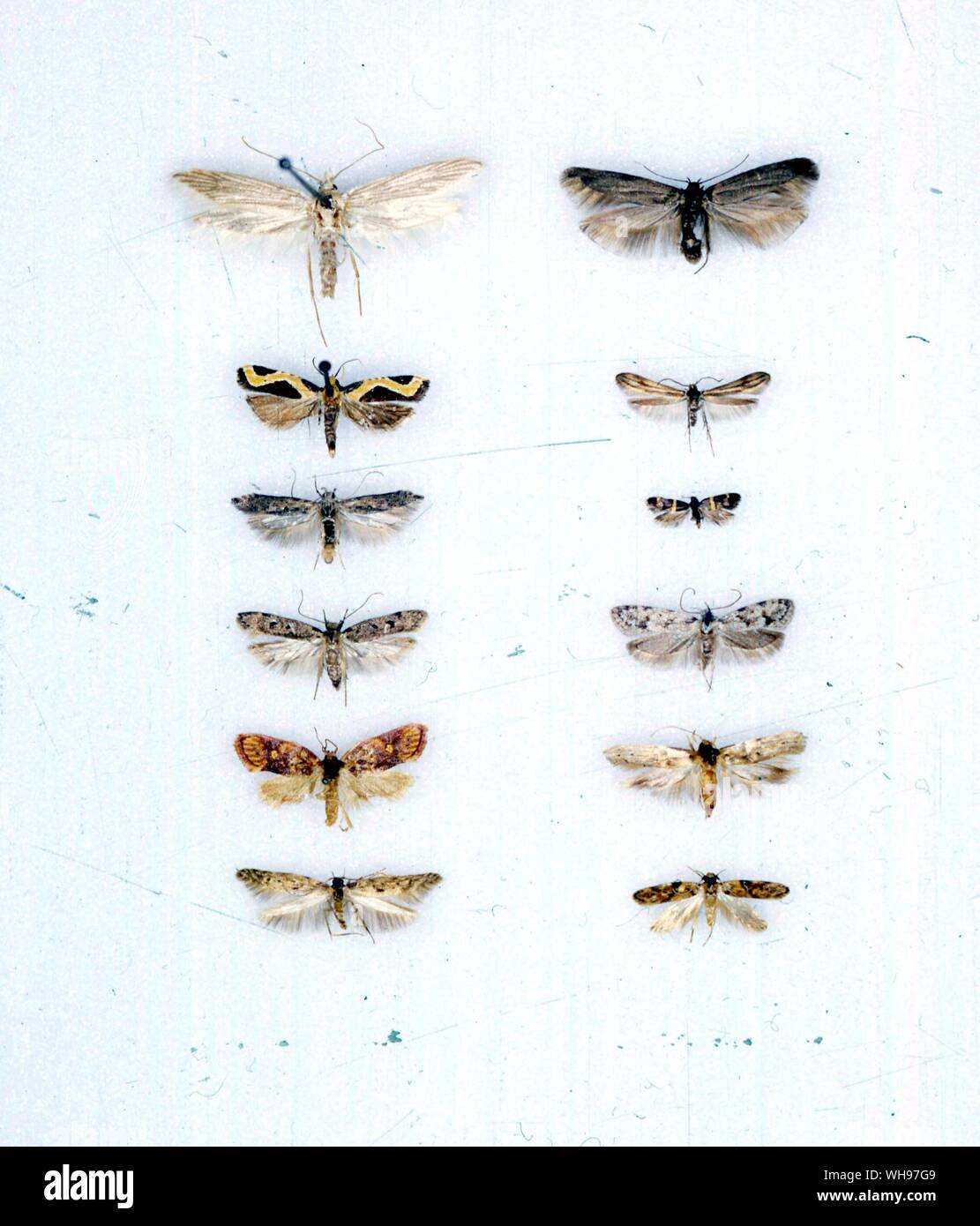 Papillons papillons/- de gauche à droite à partir du haut - Pterolonche pulverentella Scythris grandipennis, ophiaula Schreckensteinia Gelechia,,, festaliella citrodesma Metachanda Phthorimaea operculella, rhombella Symmoca, Gelechia, signella sagulatus Physoptilia, Aeolanthus, pinguivora Aphthonetus, mediocris, le l'Arenella Banque D'Images Papillons papillons/- de gauche à droite à partir du haut - Pterolonche pulverentella Scythris grandipennis, ophiaula Schreckensteinia Gelechia,,, festaliella citrodesma Metachanda Phthorimaea operculella, rhombella Symmoca, Gelechia, signella sagulatus Physoptilia, Aeolanthus, pinguivora Aphthonetus, mediocris, le l'Arenella Banque D'Images
