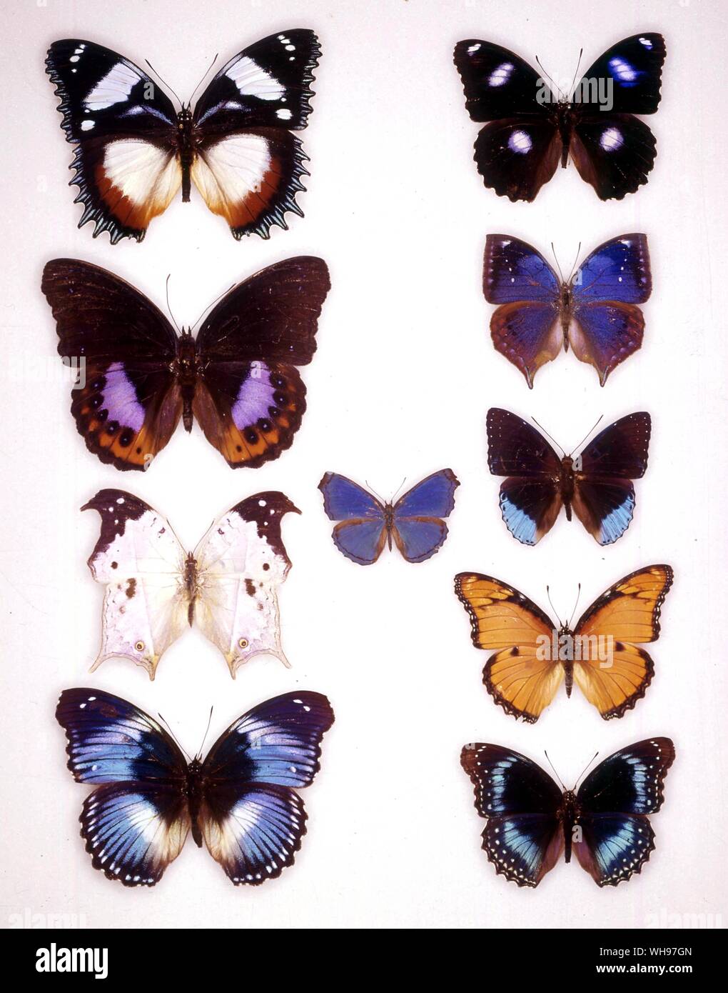 Papillons papillons/- (de haut en bas sur la gauche) Hypolimnas Hypolimnas pandarus, dexithea, salamis, anacardii Hypolimnas salamacis - (de haut en bas à droite) Hypolimnas bolina, Stibochiona coresia Kallima, jacksoni, Hypolimnas misippus, Hypolimnas alimena - (petit au milieu) Laringa castelnaui Banque D'Images Papillons papillons/- (de haut en bas sur la gauche) Hypolimnas Hypolimnas pandarus, dexithea, salamis, anacardii Hypolimnas salamacis - (de haut en bas à droite) Hypolimnas bolina, Stibochiona coresia Kallima, jacksoni, Hypolimnas misippus, Hypolimnas alimena - (petit au milieu) Laringa castelnaui Banque D'Images