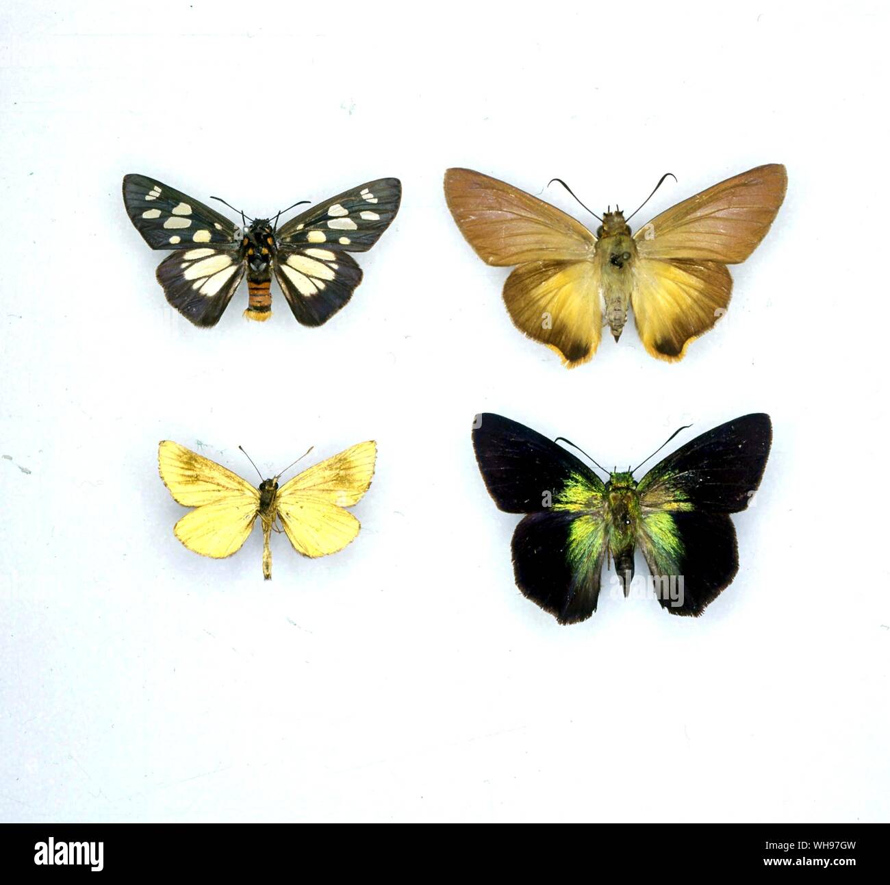 Papillons papillons/- (à partir du haut, de gauche à droite), Coeliades forestan Abantis paradisea, Argopteron aureipennis doleschalli, Allora Banque D'Images Papillons papillons/- (à partir du haut, de gauche à droite), Coeliades forestan Abantis paradisea, Argopteron aureipennis doleschalli, Allora Banque D'Images