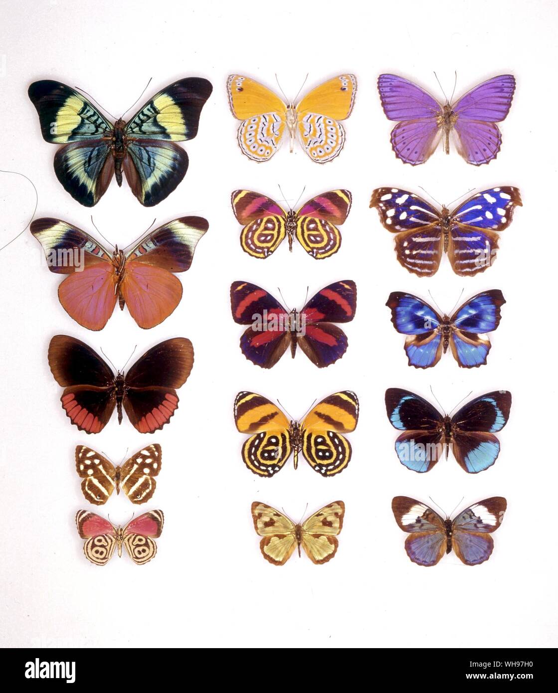 Papillons papillons/- (de gauche à droite) panacée prola, Asterope rosa (le dessous des ailes), Asterope rosa, panacée prola (le dessous des ailes), Callicore astarte (le dessous des ailes), Myscelia cyaniris, Biblis hyperia, Callicore sorona, Myscelia orsis, Dynamine mylitta (femelle), Callicore cynosura (le dessous des ailes), Eunica sophonisba, Diathria aurelia, Dynamine mylitta (mâle), Eunica sophonisba (femelle) Banque D'Images