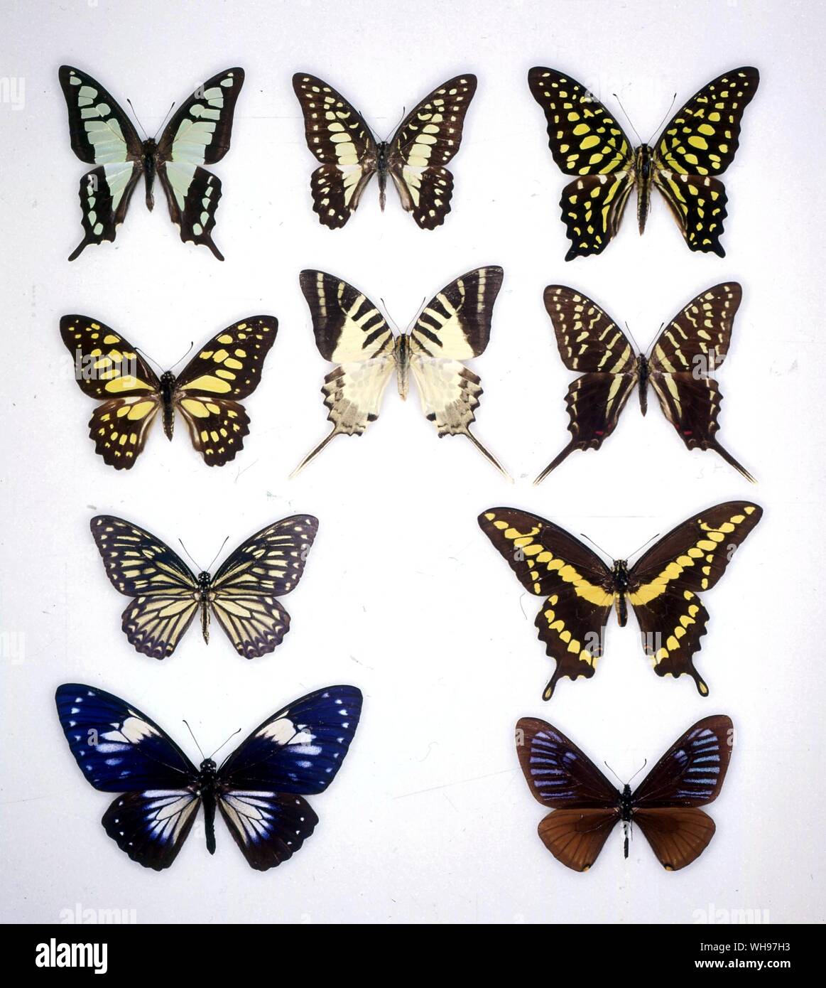 Papillons papillons/- (à partir du haut, de gauche à droite) cloanthus eurypylus Graphium, Graphium agamemnon, Graphium, Graphium antiphates cyrus, Graphium, Graphium Colonna, Papilio Papilio cresphontes, clytia, paradoxa, Papilio Papilio slateri Banque D'Images Papillons papillons/- (à partir du haut, de gauche à droite) cloanthus eurypylus Graphium, Graphium agamemnon, Graphium, Graphium antiphates cyrus, Graphium, Graphium Colonna, Papilio Papilio cresphontes, clytia, paradoxa, Papilio Papilio slateri Banque D'Images