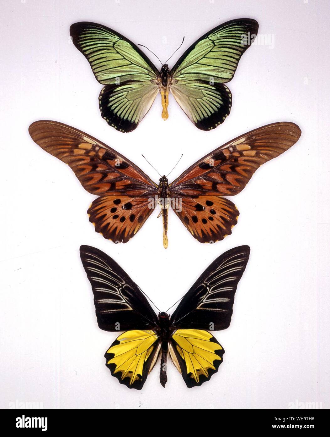 Papillons papillons/- (haut en bas) Papilio zalmoxis, Papilio antimachus, Troides prattorum Banque D'Images Papillons papillons/- (haut en bas) Papilio zalmoxis, Papilio antimachus, Troides prattorum Banque D'Images