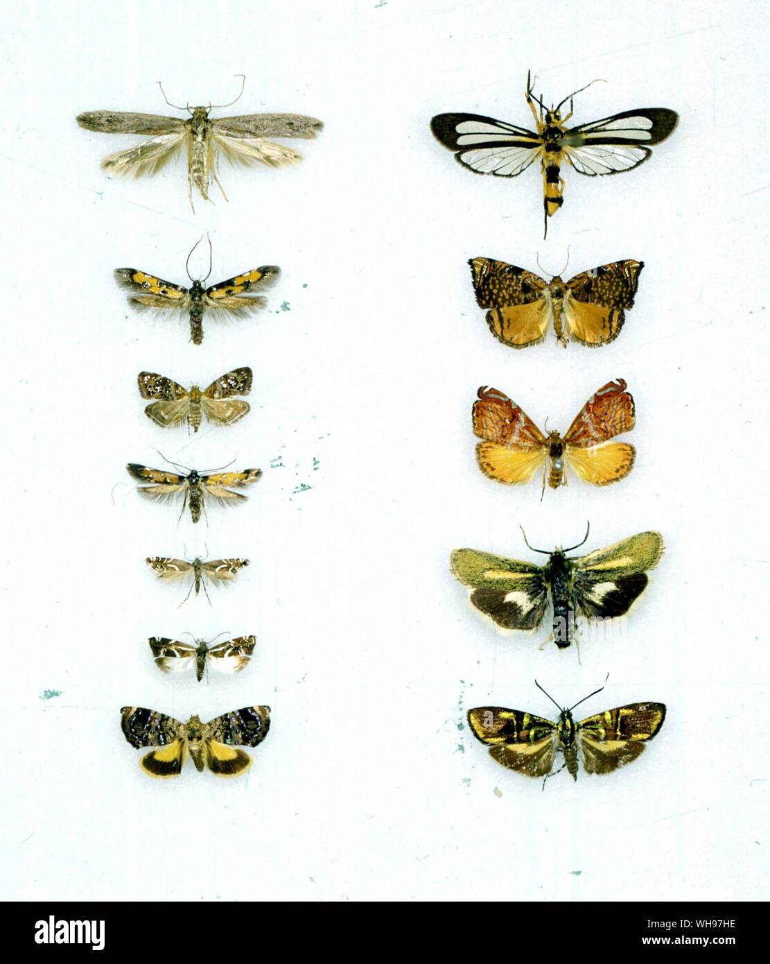 Papillons papillons/- de gauche à droite à partir du haut - Opogona sacchari, Burlacena Glyphispteryx lathamella, vacua, Mictopsichia durranti Tebenna bjerkandrella,, Hilarographa Glyphipteryx lineella excellens, equitella Atychia, Glyphipterix, appendiculata, Choreutis dolosana desumptana Tortyra, Hypertropha, divitiosa Banque D'Images
