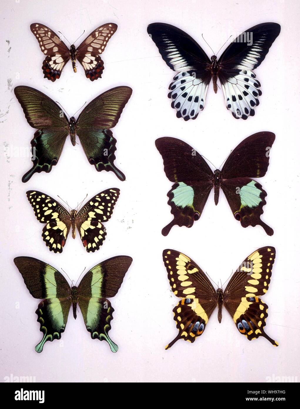 Papillons papillons/- (en haut à gauche en bas) Papilia anactus Papilio Papilio demoleus, bianor, Papilio blumei - (en haut à droite en bas) Papilia polymnestor, Papilio Papilio ophidicephalus, Paris Banque D'Images Papillons papillons/- (en haut à gauche en bas) Papilia anactus Papilio Papilio demoleus, bianor, Papilio blumei - (en haut à droite en bas) Papilia polymnestor, Papilio Papilio ophidicephalus, Paris Banque D'Images