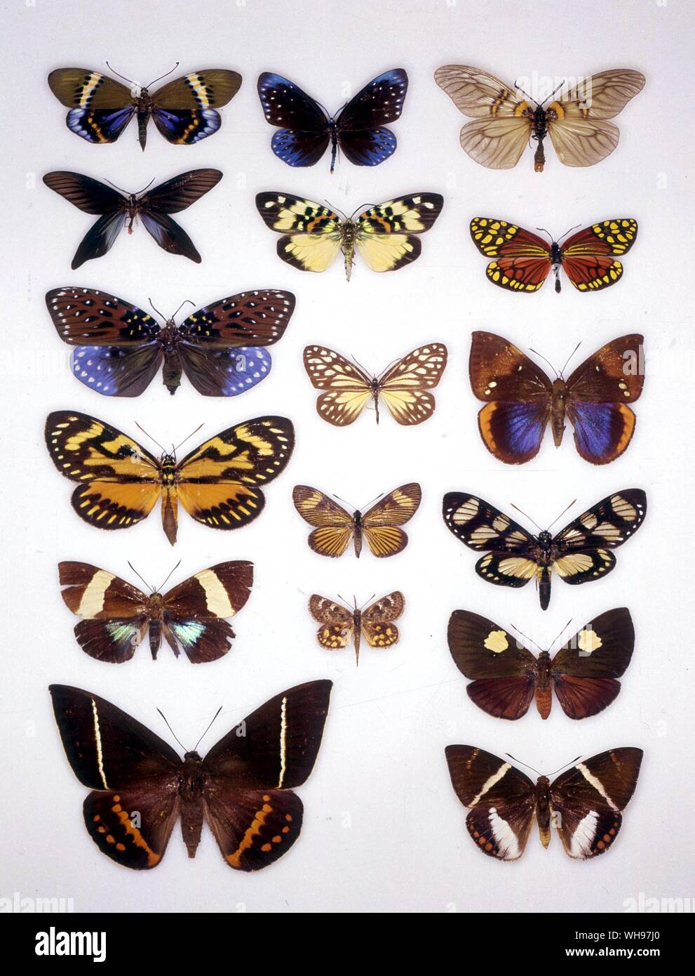 Papillons papillons/- de gauche à droite à partir du haut - Eterusia repleta, Cyclosia midamia Gymnautocera, Aglaope, bifasciata, rhodope, Campylotes desgodinsi Erasmia pulchella, Erasmia sanguiflua Cyclosia, curiosa, Cyanostola zagraevides Zegara, diva, Riechia acraevides Neocastnia Gazera, Linus, nicevillei, Synemon sophia, Marcus, Enicospila Castnia, cacia Amauta licus Banque D'Images Papillons papillons/- de gauche à droite à partir du haut - Eterusia repleta, Cyclosia midamia Gymnautocera, Aglaope, bifasciata, rhodope, Campylotes desgodinsi Erasmia pulchella, Erasmia sanguiflua Cyclosia, curiosa, Cyanostola zagraevides Zegara, diva, Riechia acraevides Neocastnia Gazera, Linus, nicevillei, Synemon sophia, Marcus, Enicospila Castnia, cacia Amauta licus Banque D'Images