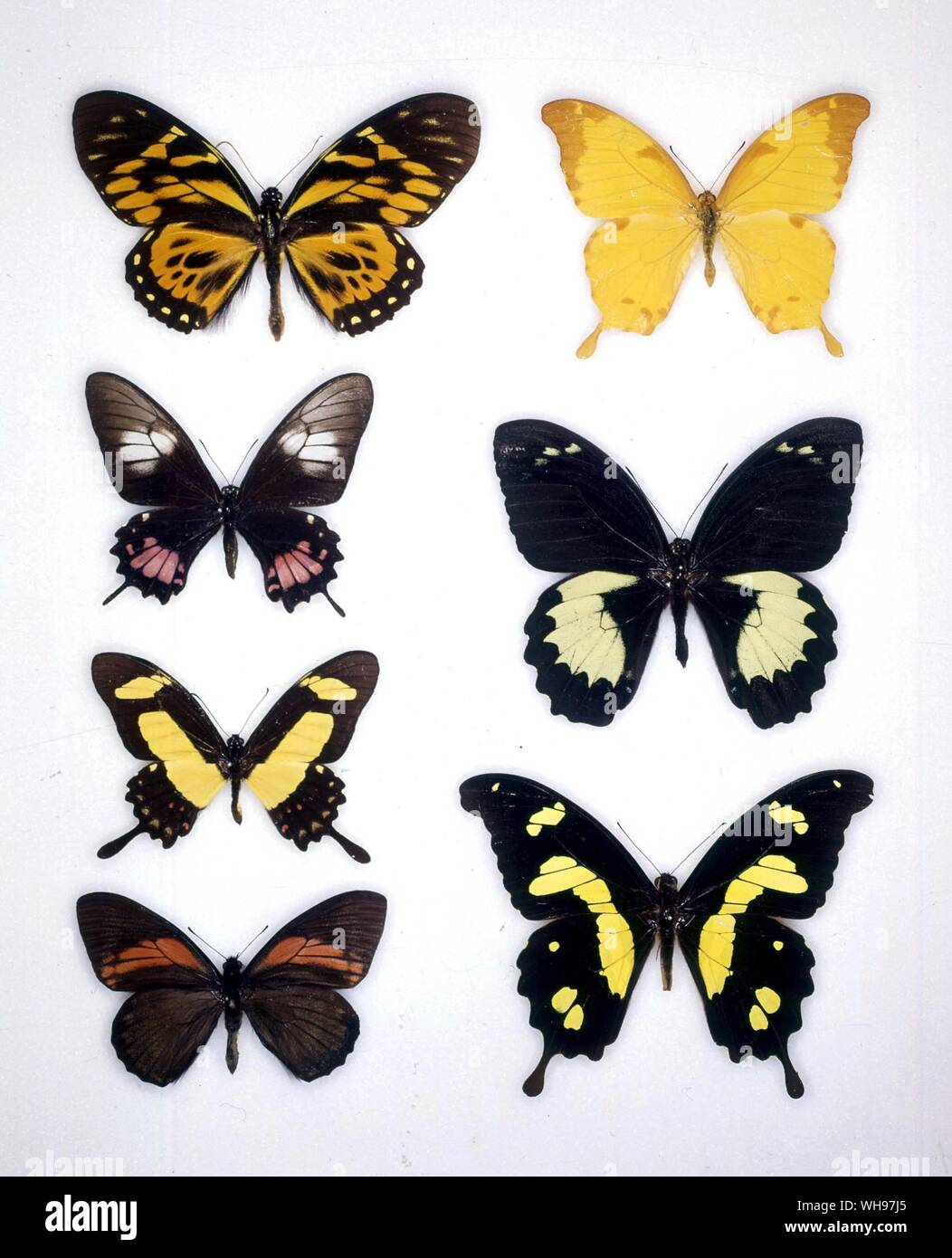 Papillons papillons/- (en haut à gauche en bas), Papilio Papilio zagreus torquatus (femelle), Papilio torquatus (mâle), Papilio enterpinus - (en haut à droite en bas) Papilio nobilis, Papilio aegeus, Papilio hesperus Banque D'Images Papillons papillons/- (en haut à gauche en bas), Papilio Papilio zagreus torquatus (femelle), Papilio torquatus (mâle), Papilio enterpinus - (en haut à droite en bas) Papilio nobilis, Papilio aegeus, Papilio hesperus Banque D'Images