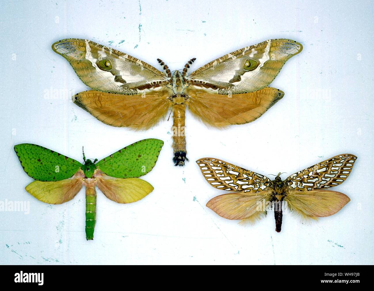 Papillons papillons/- de gauche à droite à partir du haut - Zelotypia stacyi, Charagia daphnandra, Leto Vénus Banque D'Images Papillons papillons/- de gauche à droite à partir du haut - Zelotypia stacyi, Charagia daphnandra, Leto Vénus Banque D'Images
