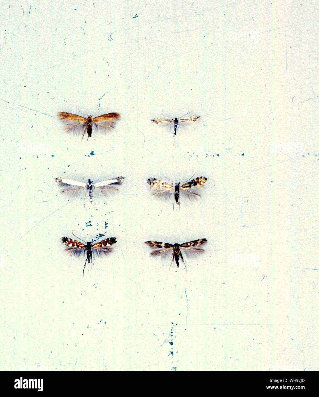 Papillons papillons/- de gauche à droite à partir du haut - Tischeria ekebladella, Phyllocnistis saligna, Lyonetia, latistrigella lautella, Phyllonorycter Phyllonorycter cavella, Oinophila v-flava Banque D'Images Papillons papillons/- de gauche à droite à partir du haut - Tischeria ekebladella, Phyllocnistis saligna, Lyonetia, latistrigella lautella, Phyllonorycter Phyllonorycter cavella, Oinophila v-flava Banque D'Images