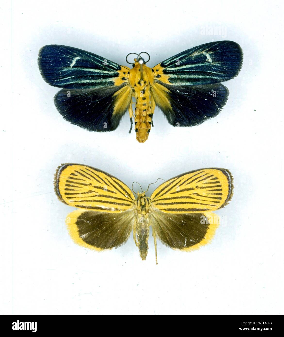 Papillons - papillons/Imma saturata (en haut) et l'imma racemosa (bas) Banque D'Images