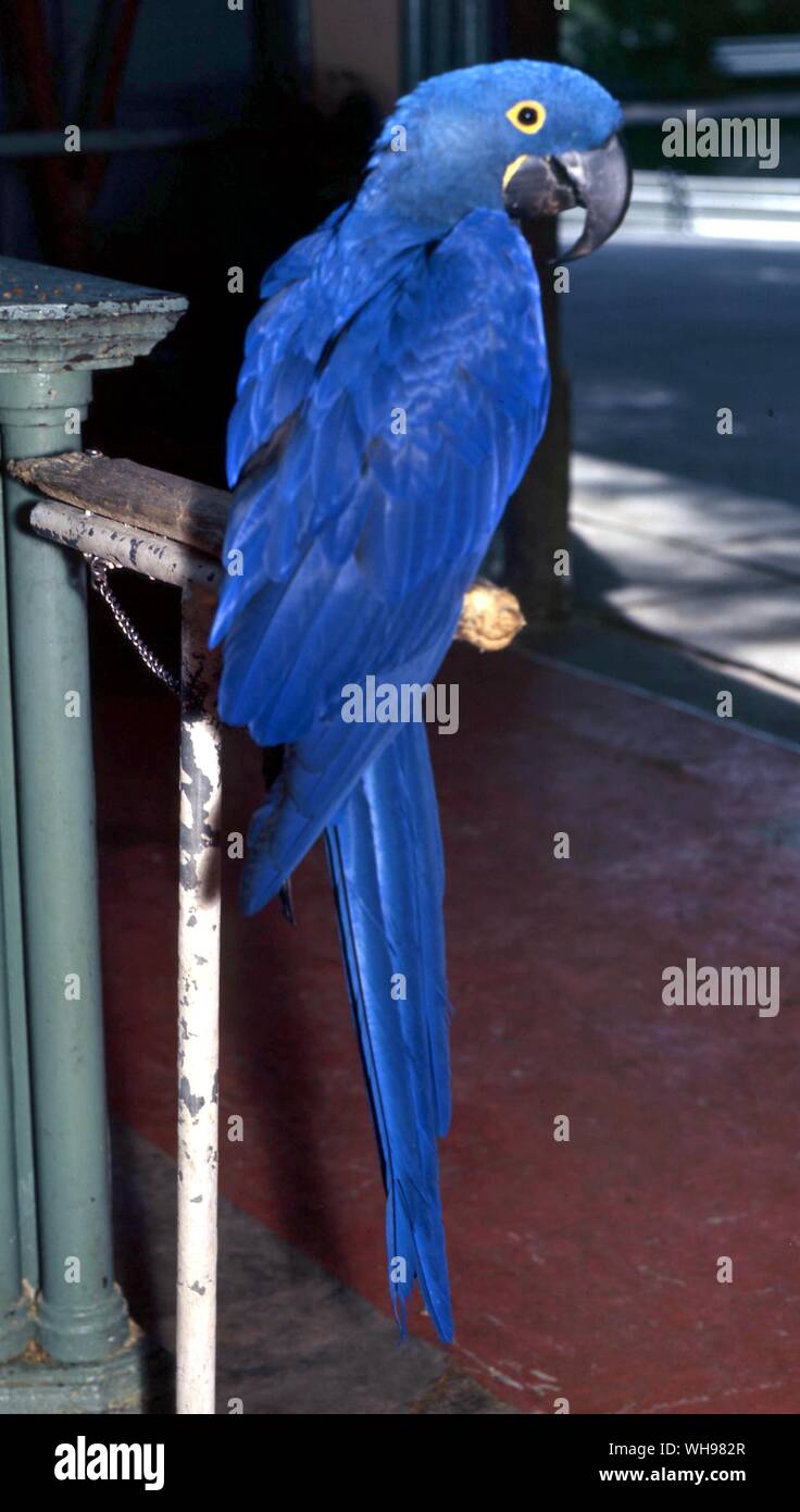 Hyacinthine Macaw Banque D'Images