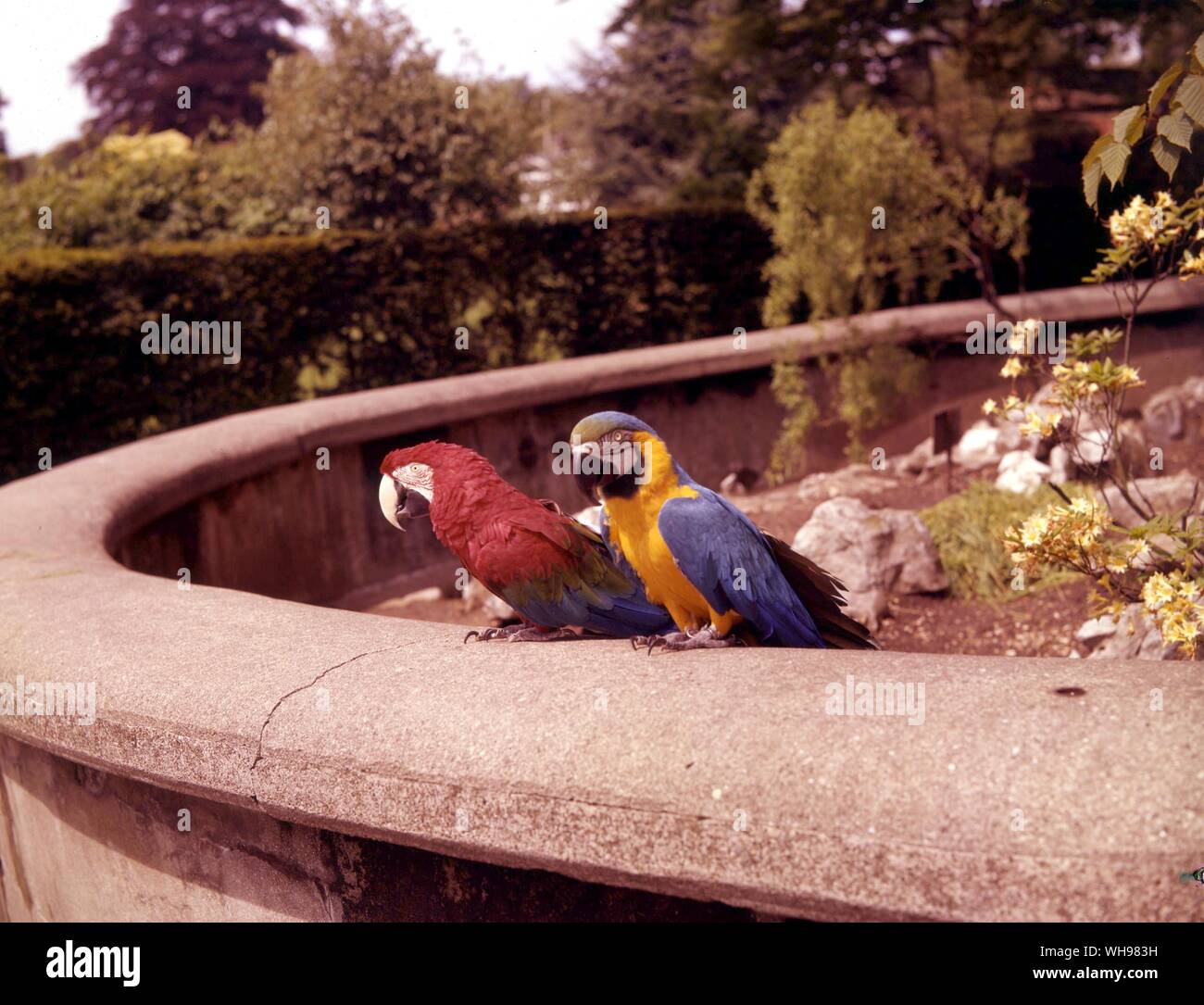 Blue and Gold Macaw (à droite) et l'ara rouge et bleu Banque D'Images