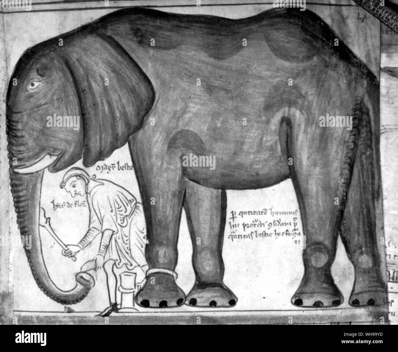 Dessin par le moine St Albans Matthieu Paris (d.1259) de l'éléphant, présenté par le roi Louis IX de France au roi Henri III d'Angleterre en 1255. Banque D'Images