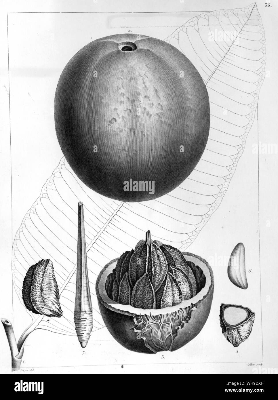 La noix du Brésil, Bertholletia excelsa, de plantes equinoxiales, nommé par Humboldt pour son ami Comte Claude Louis Berthollet, chimiste français et hôte de salon Banque D'Images