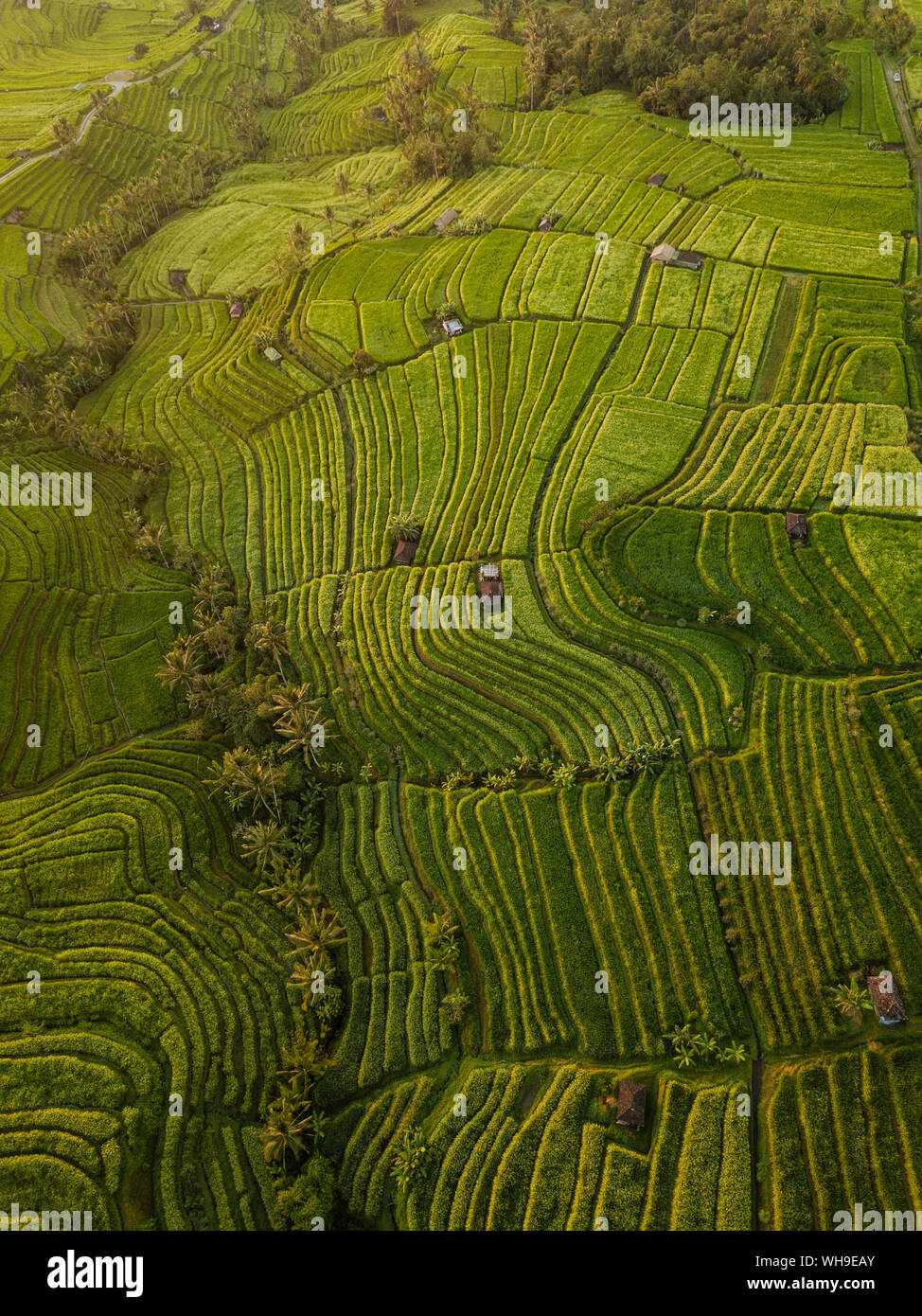 Vue aérienne de rizières en terrasses de Jatiluwih, Tabanan, Bali, Indonésie, Asie du Sud, Asie Banque D'Images
