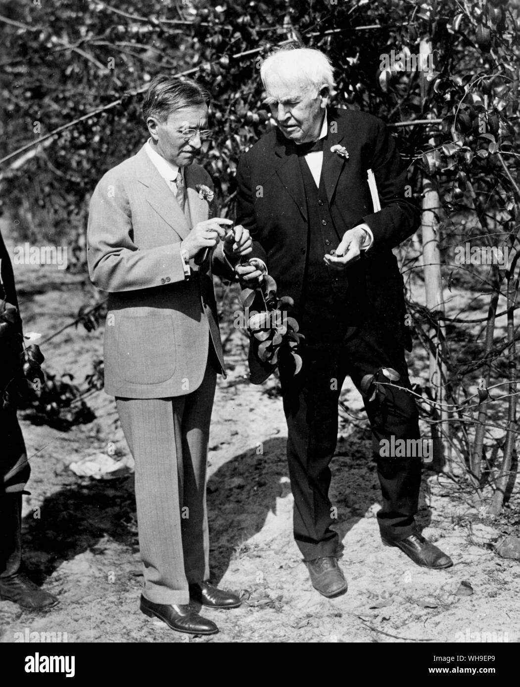 11 février 1928 : 81e anniversaire d'entre nous, un scientifique Thomas Edison (1847-1931) (à droite) avec M. Harvey Firestone S dans les jardins botaniques d'Edison à Fort Myers, Floride, USA. Banque D'Images