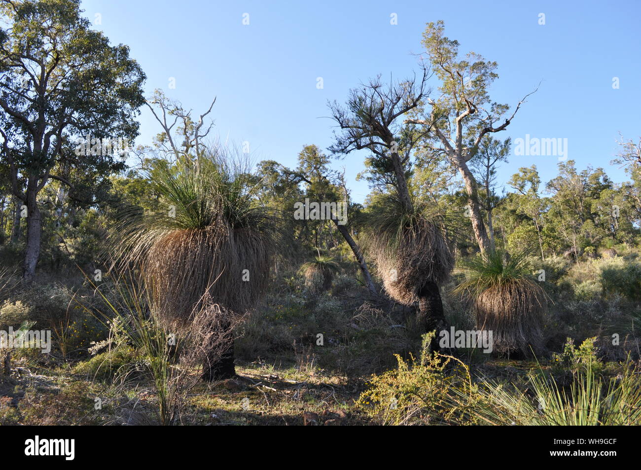Le bush et Xanthorrhoea, herbe arbres, Whistlepipe Gully à pied, Parc Régional de Mundy, collines de Perth, Australie occidentale, Australie Banque D'Images