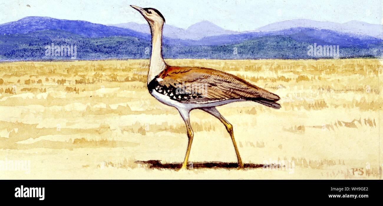 Oiseaux Illustration Banque D'Images