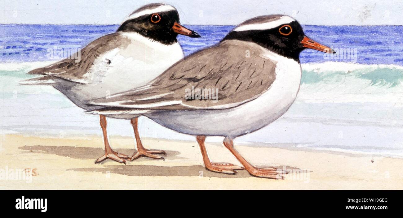 Illustration Les oiseaux de mer Banque D'Images