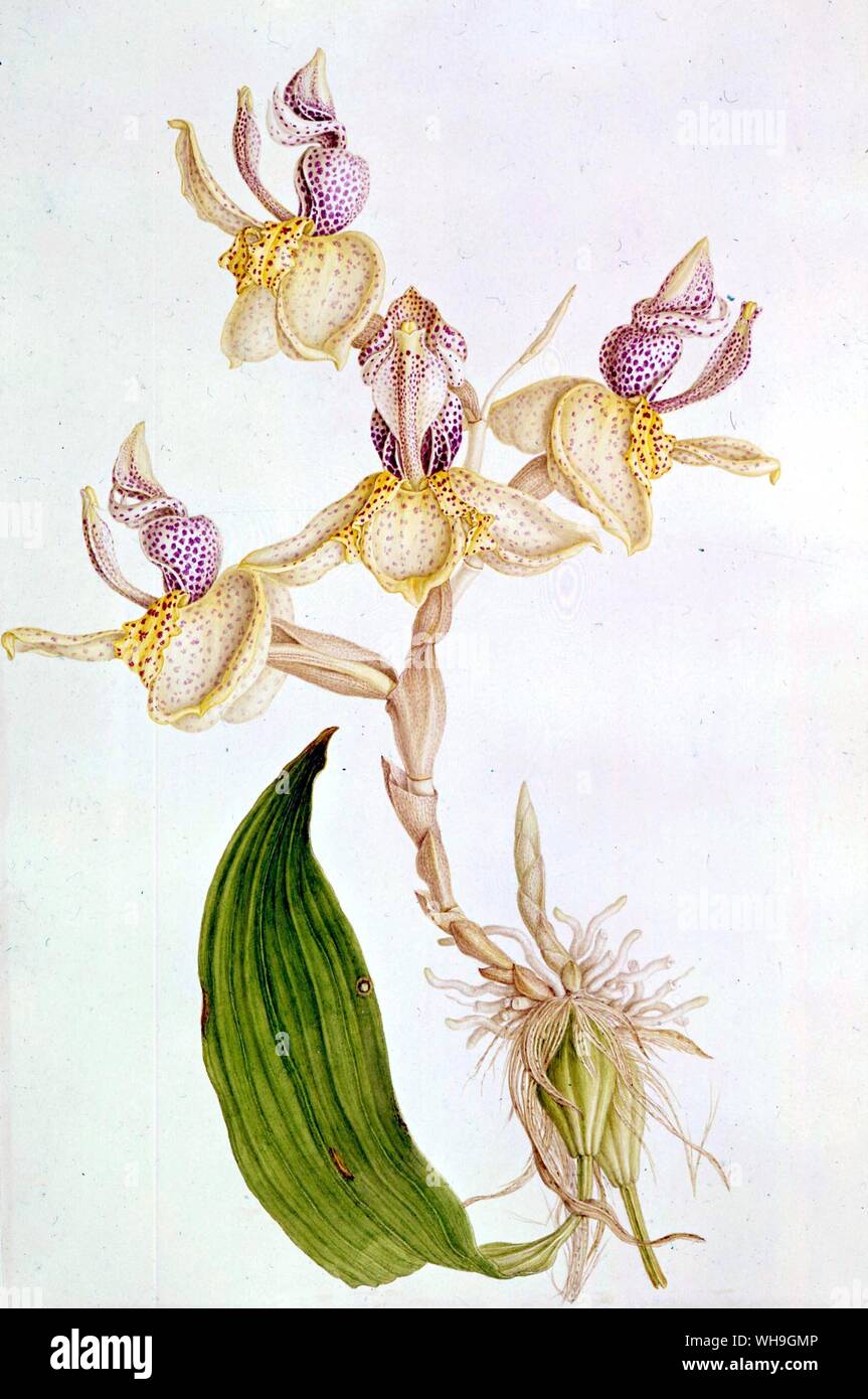 Orchid Banque D'Images