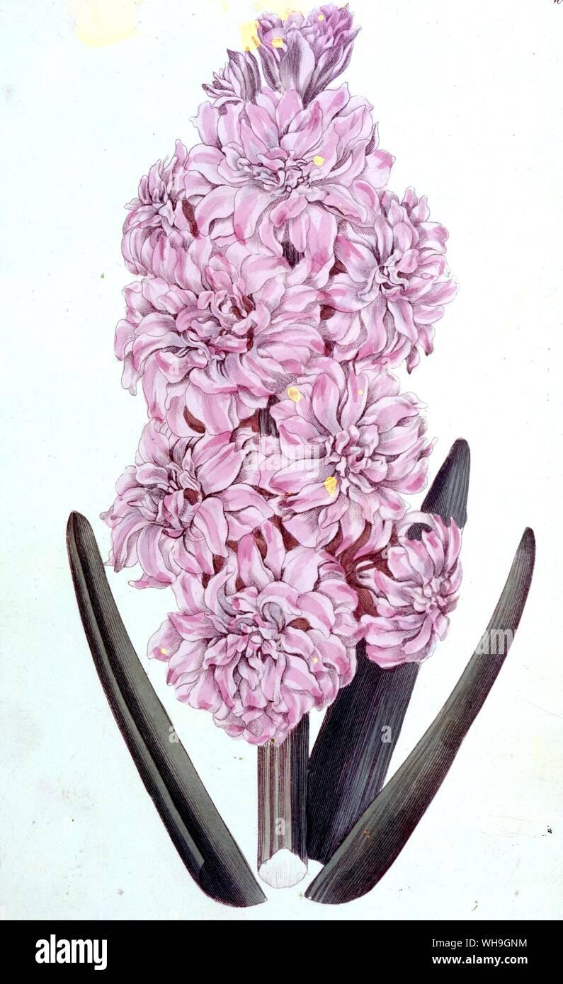 Jacinthe Double Banque D'Images