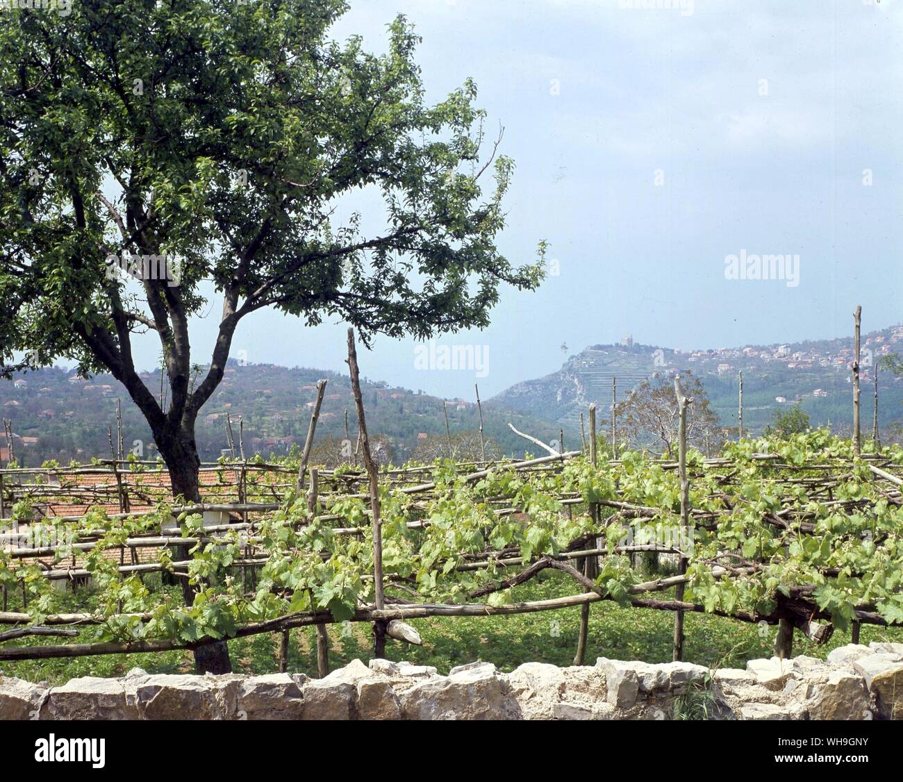 Vignoble à Bardolino Lac de Garde Italie Banque D'Images