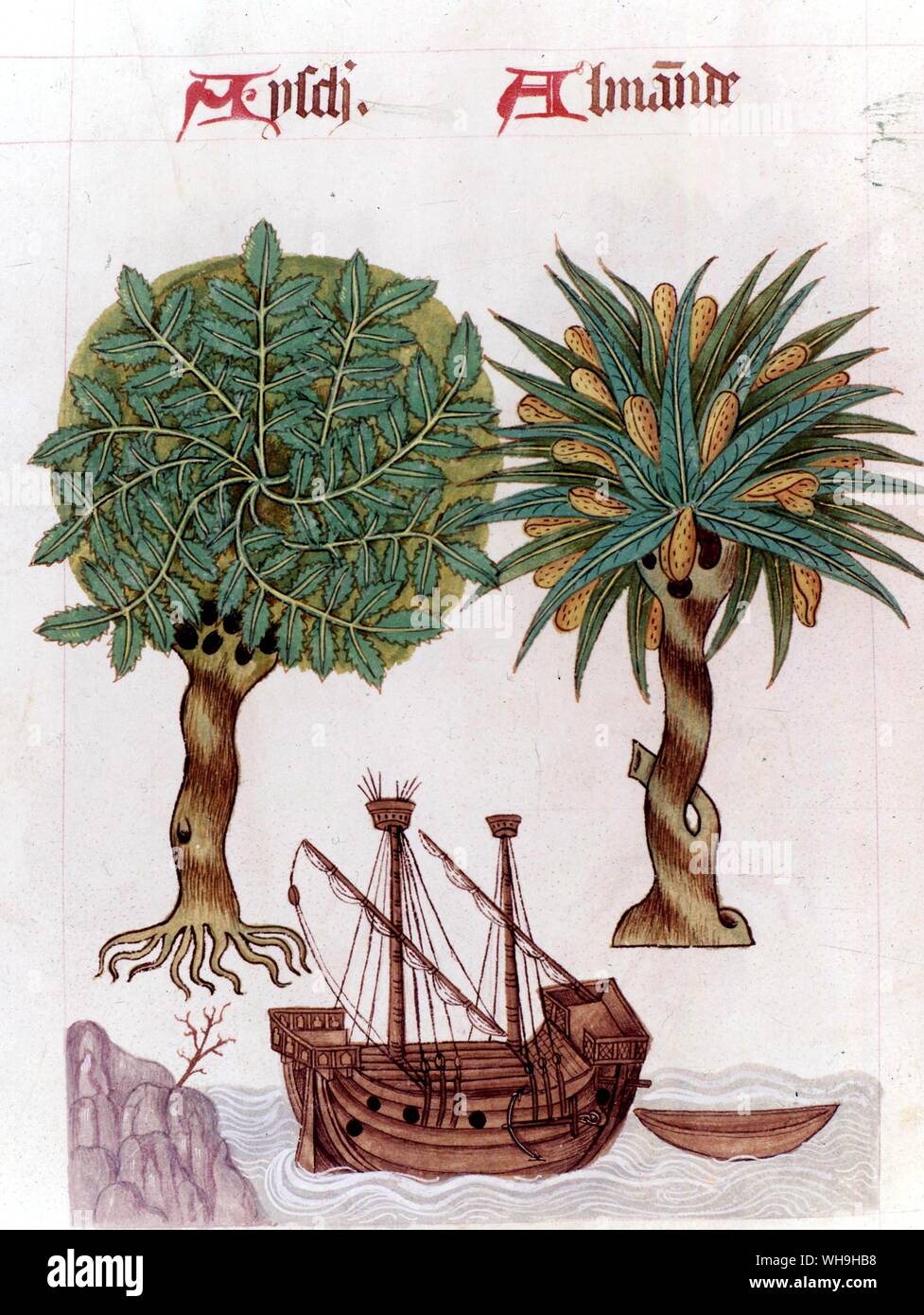 Les arbres tropicaux 16e siècle Banque D'Images