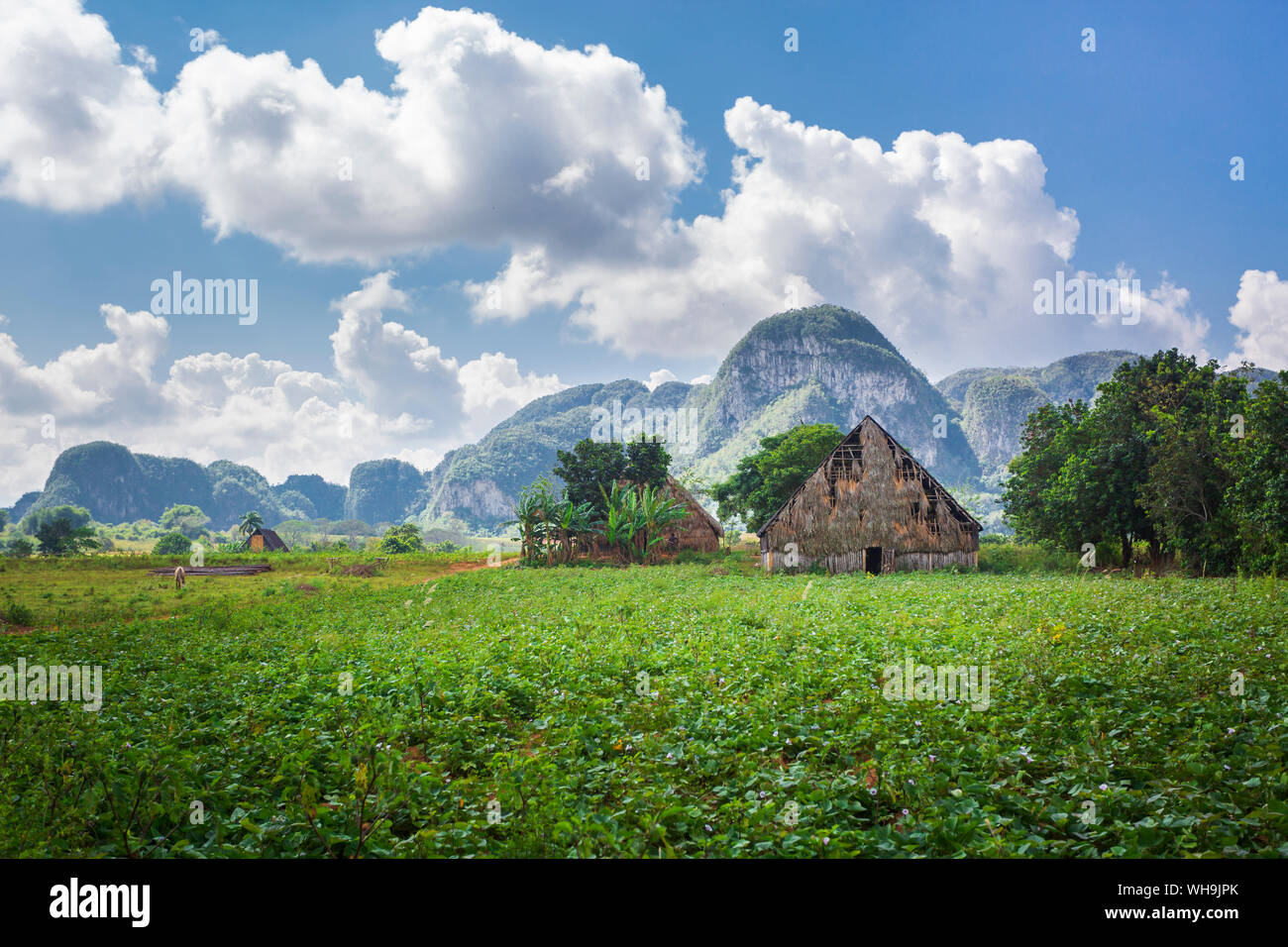 Champ de tabac dans le Parc National de Vinales, UNESCO World Heritage Site, province de Pinar del Rio, Cuba, Antilles, Caraïbes, Amérique Centrale Banque D'Images