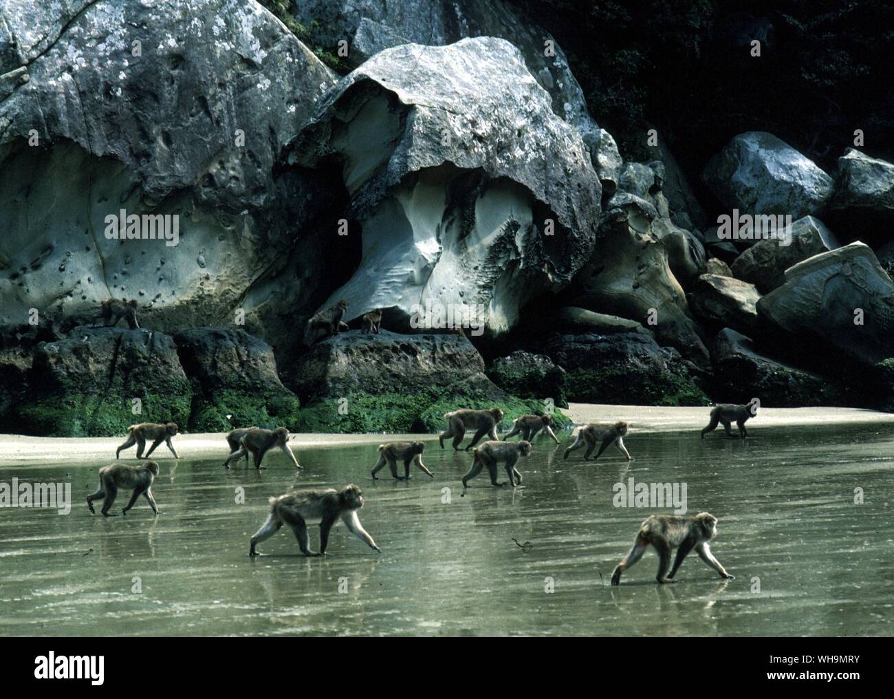 L'île de Kyushu au Japon Koshima macaques Banque D'Images