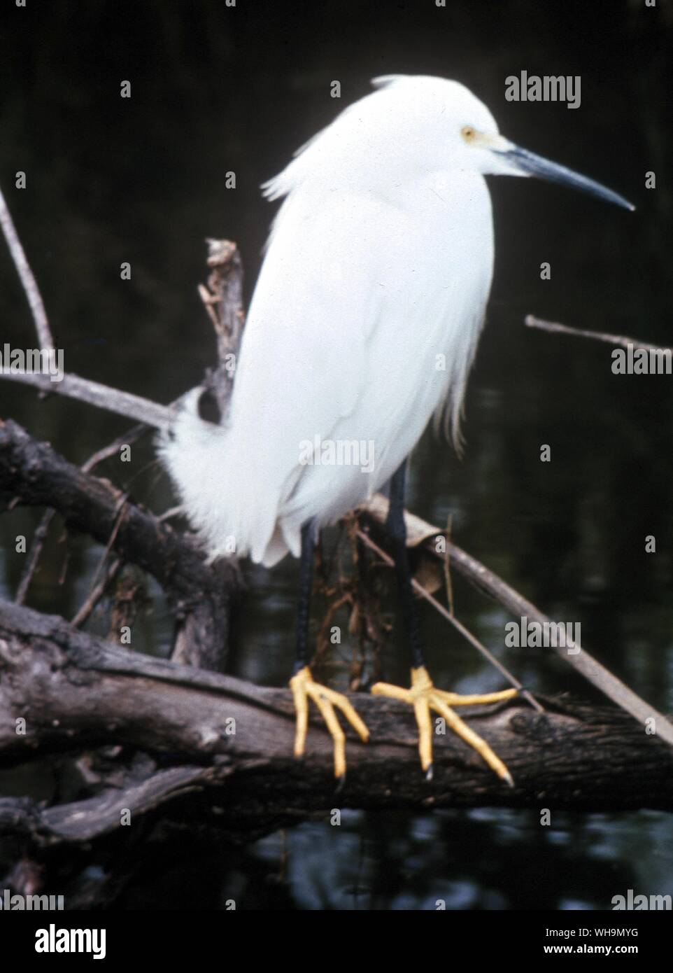 Aigrette neigeuse Banque D'Images