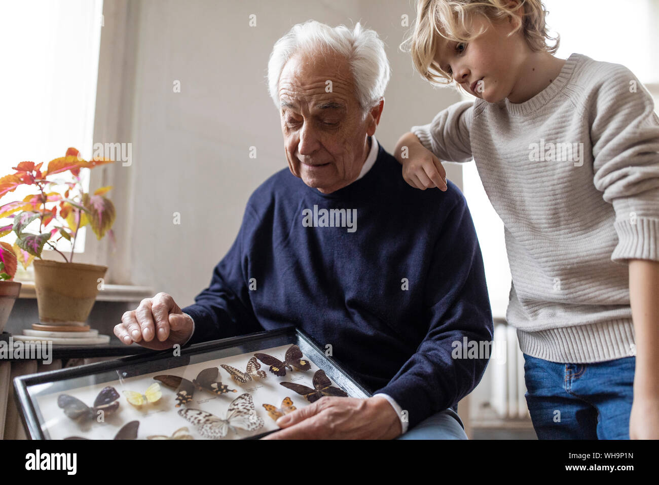 Grand-père montrant collection de papillons en petit-fils à la maison Banque D'Images