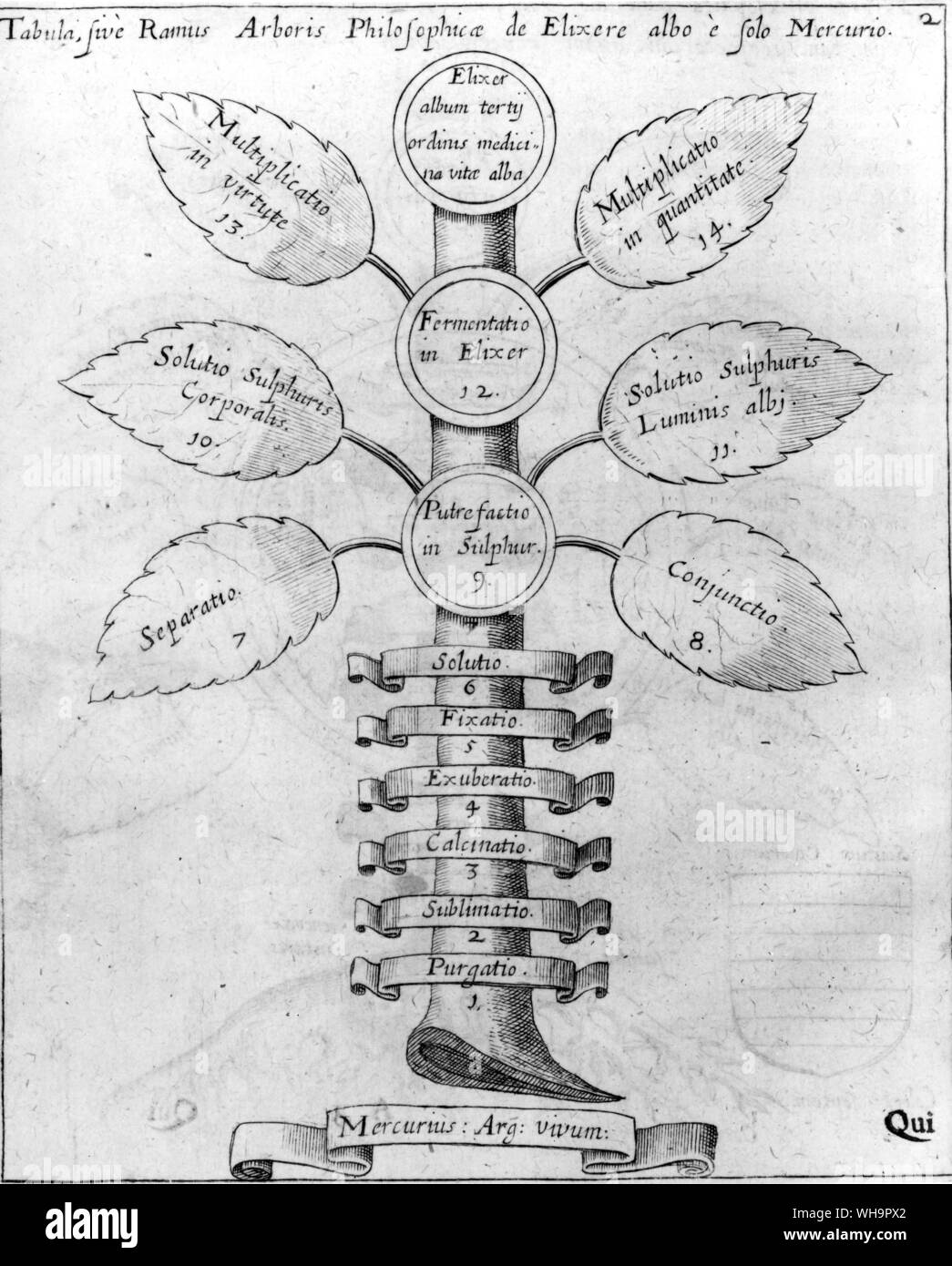 Les processus dans l'alchimie représenté sous la forme d'un arbre : les différentes étapes sont aujourd'hui prises pour correspondre à certains des atouts de Tarot Banque D'Images
